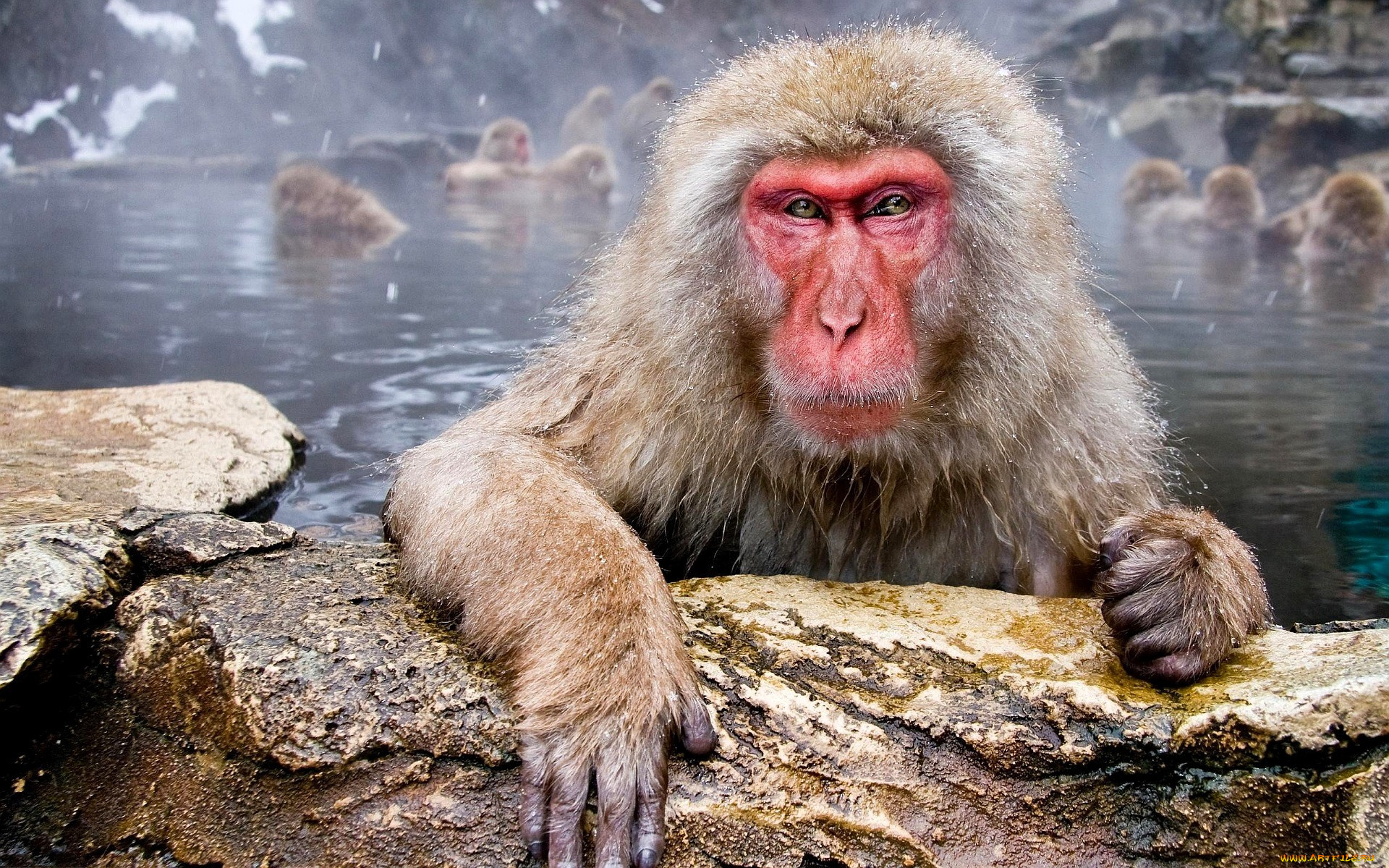 животные, обезьяны, камни, озеро
