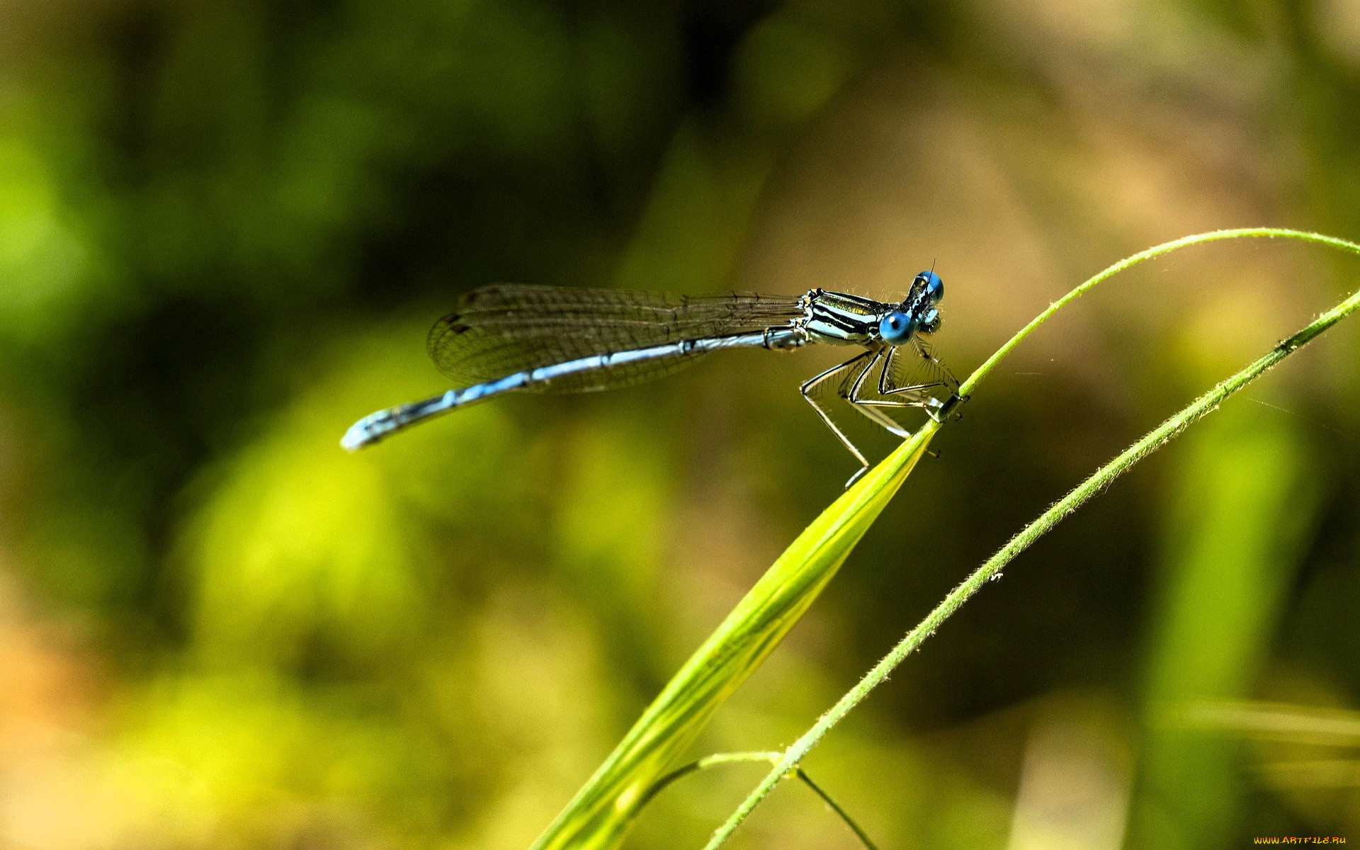 животные, стрекозы, стрекоза, травинки