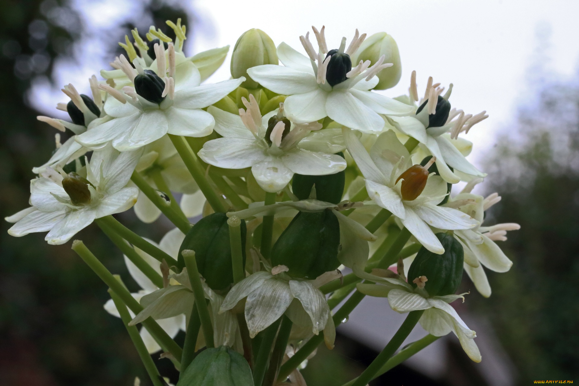 chincherinchee, птицемлечник, цветы