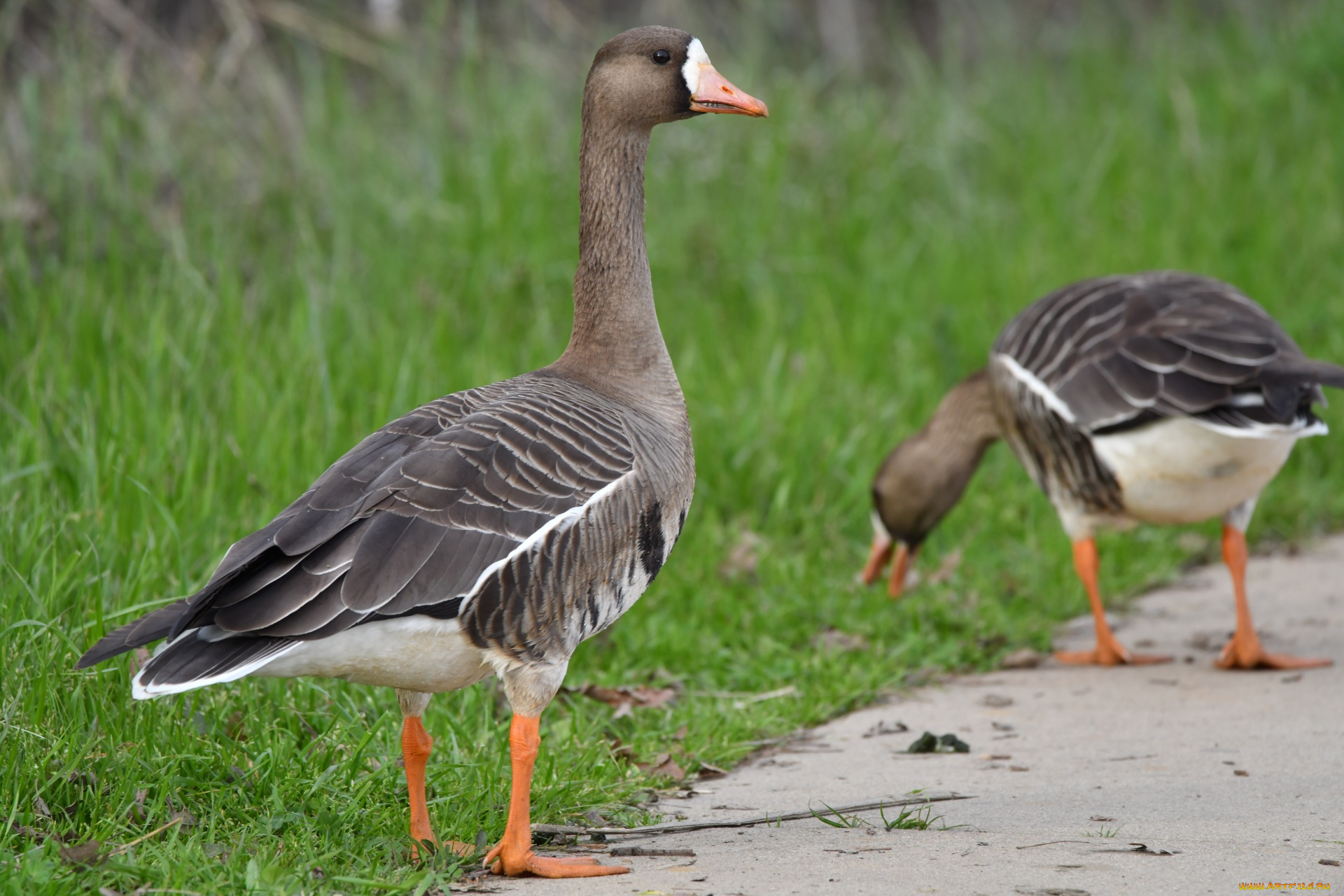 животные, гуси, пара