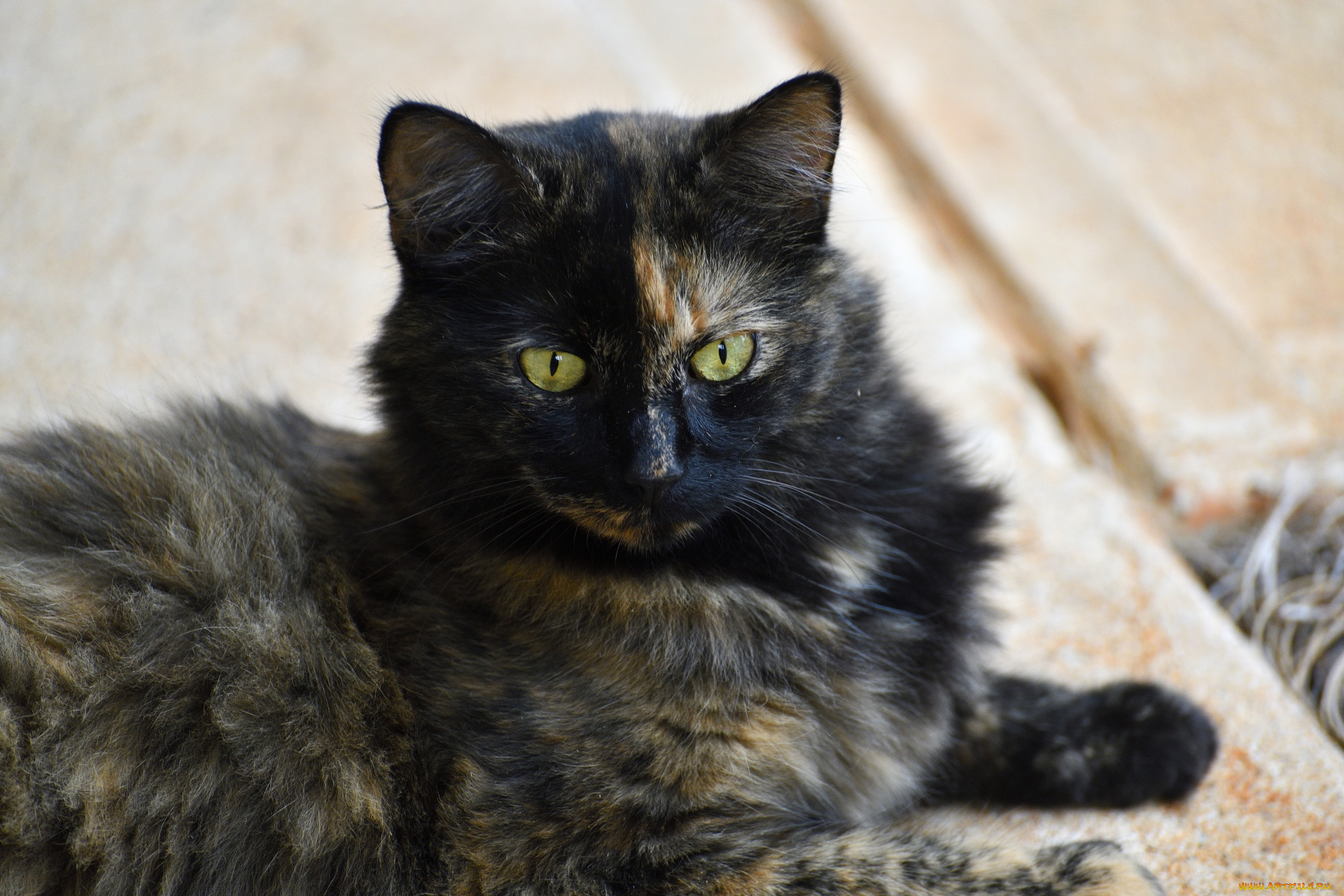 животные, коты, черный, кот