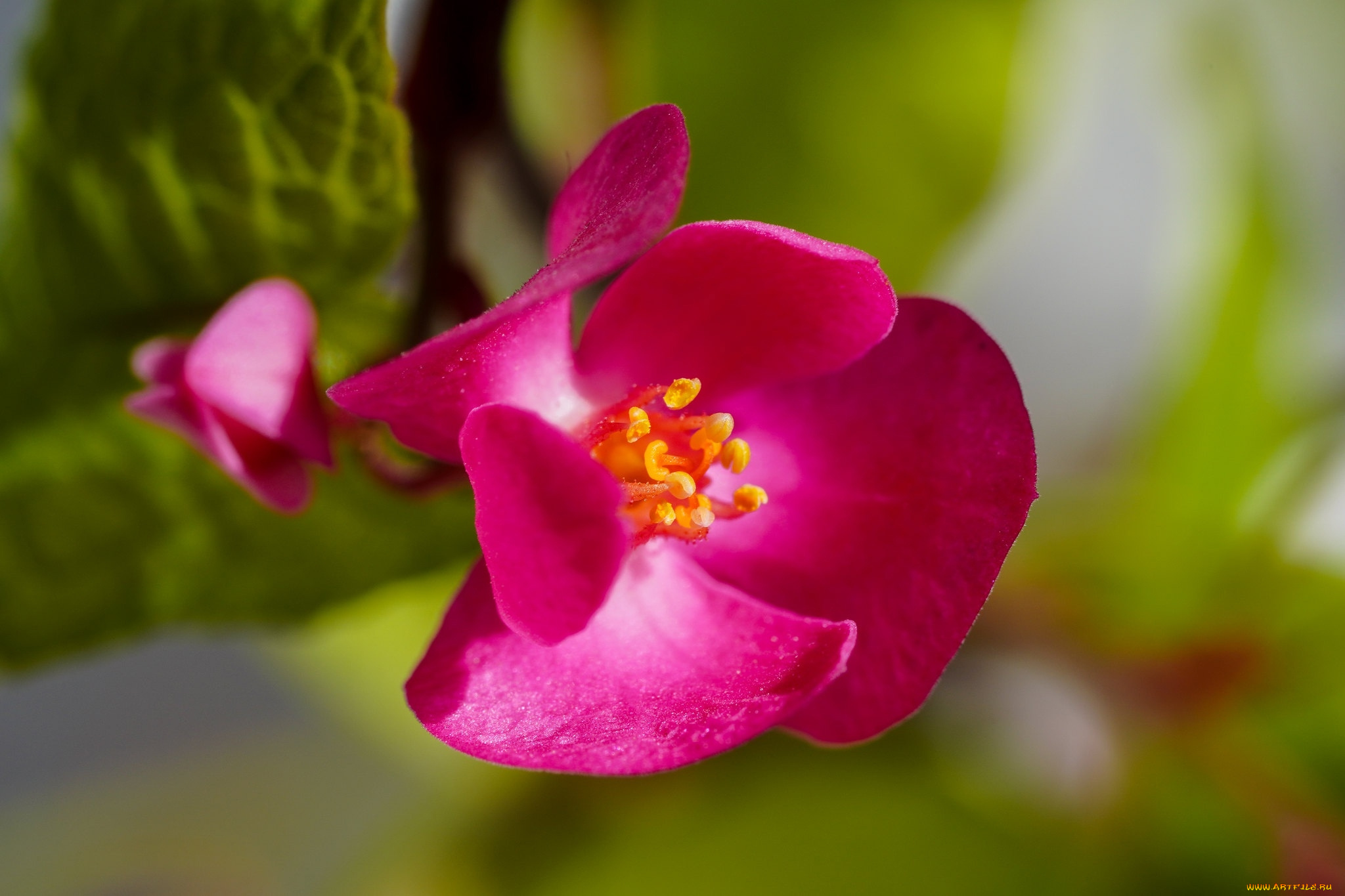 antigonon, polygonaceae, цветы