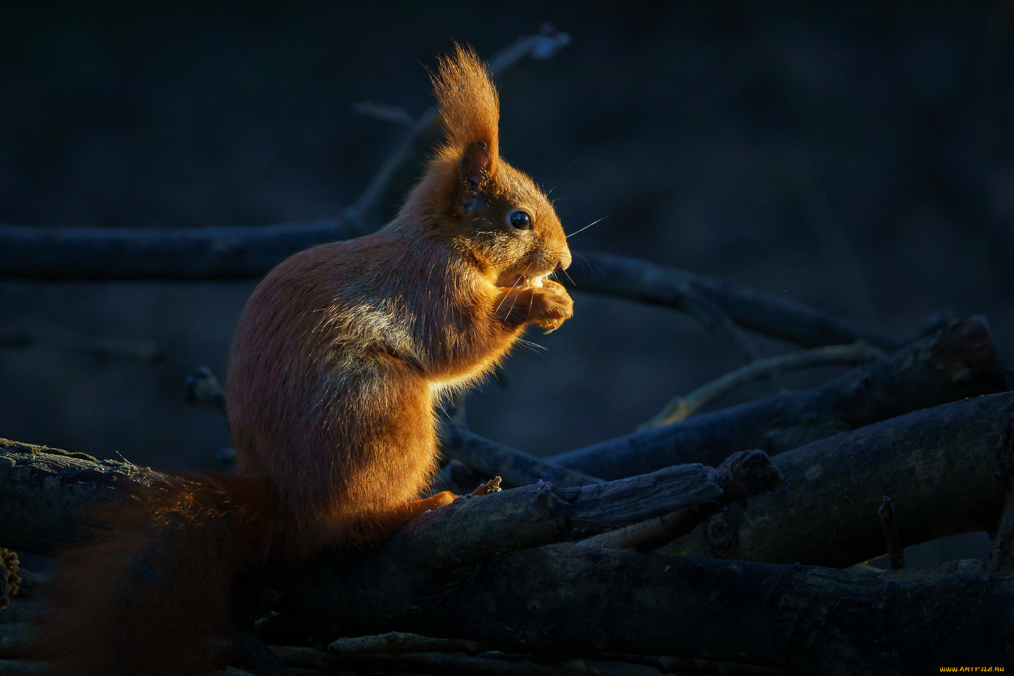 животные, белки, белка