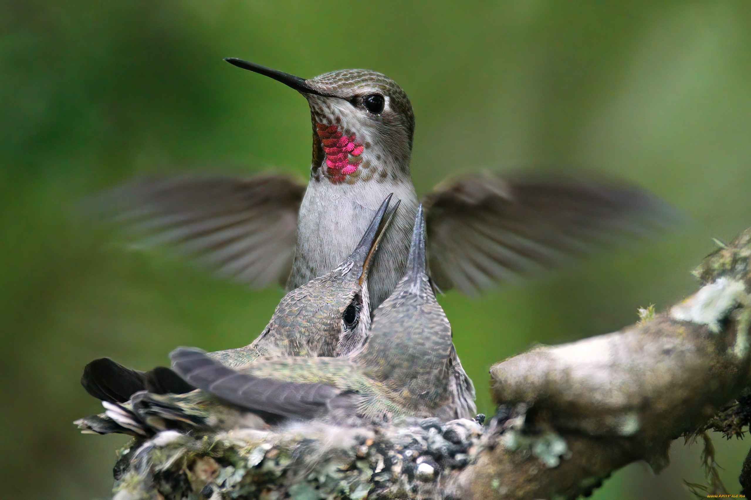 hummingbird, колибри, животные