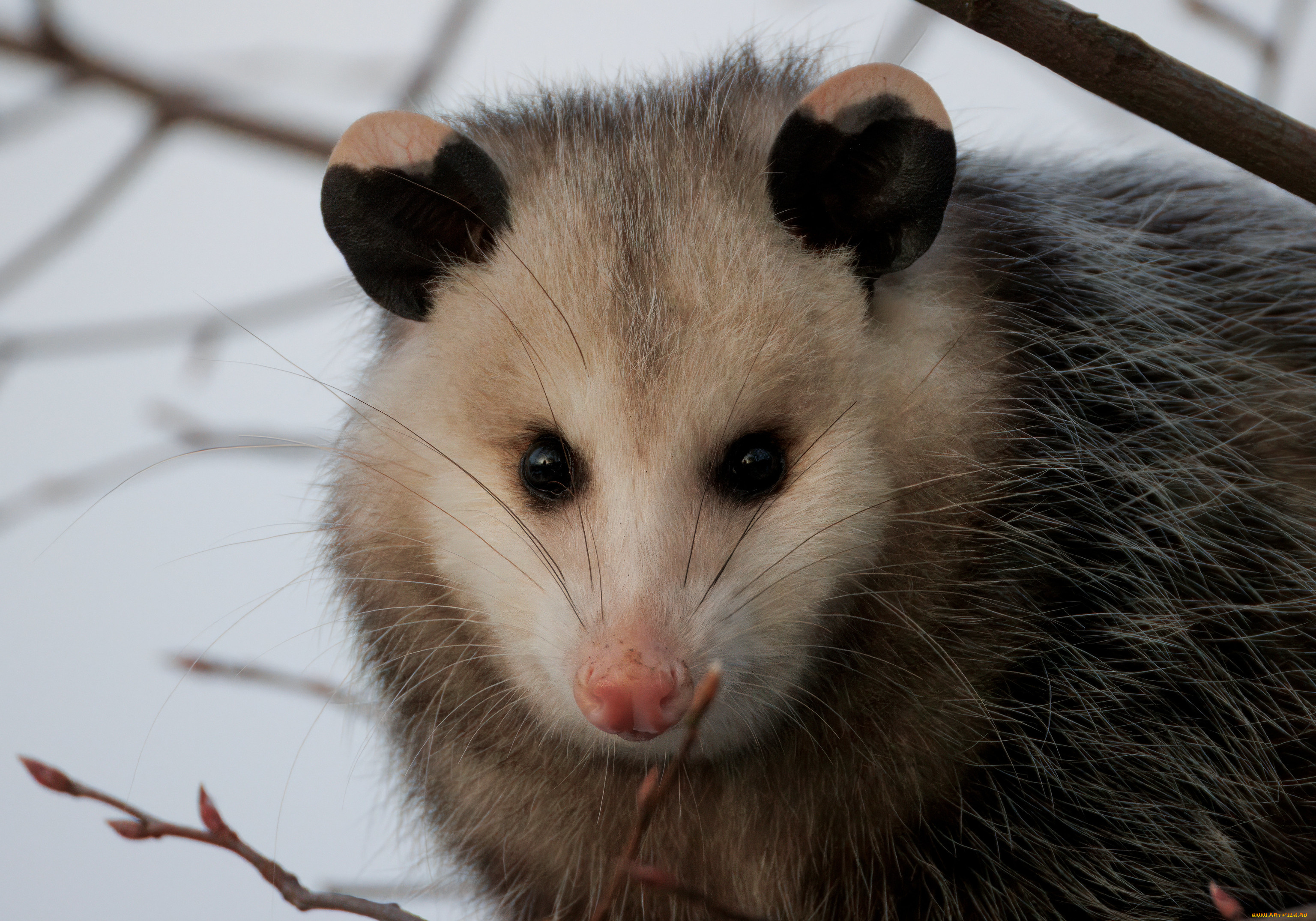 животные, опоссумы, опоссум