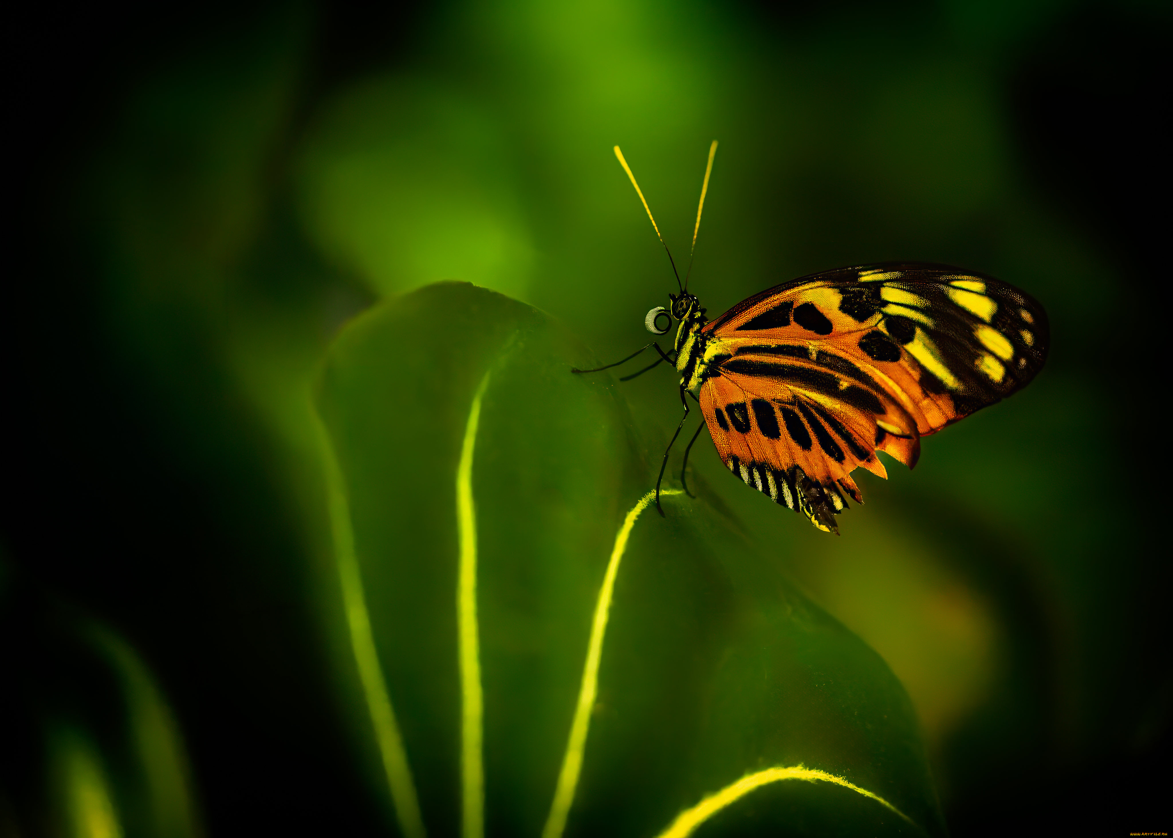 животные, бабочки, , мотыльки, , моли, бабочка