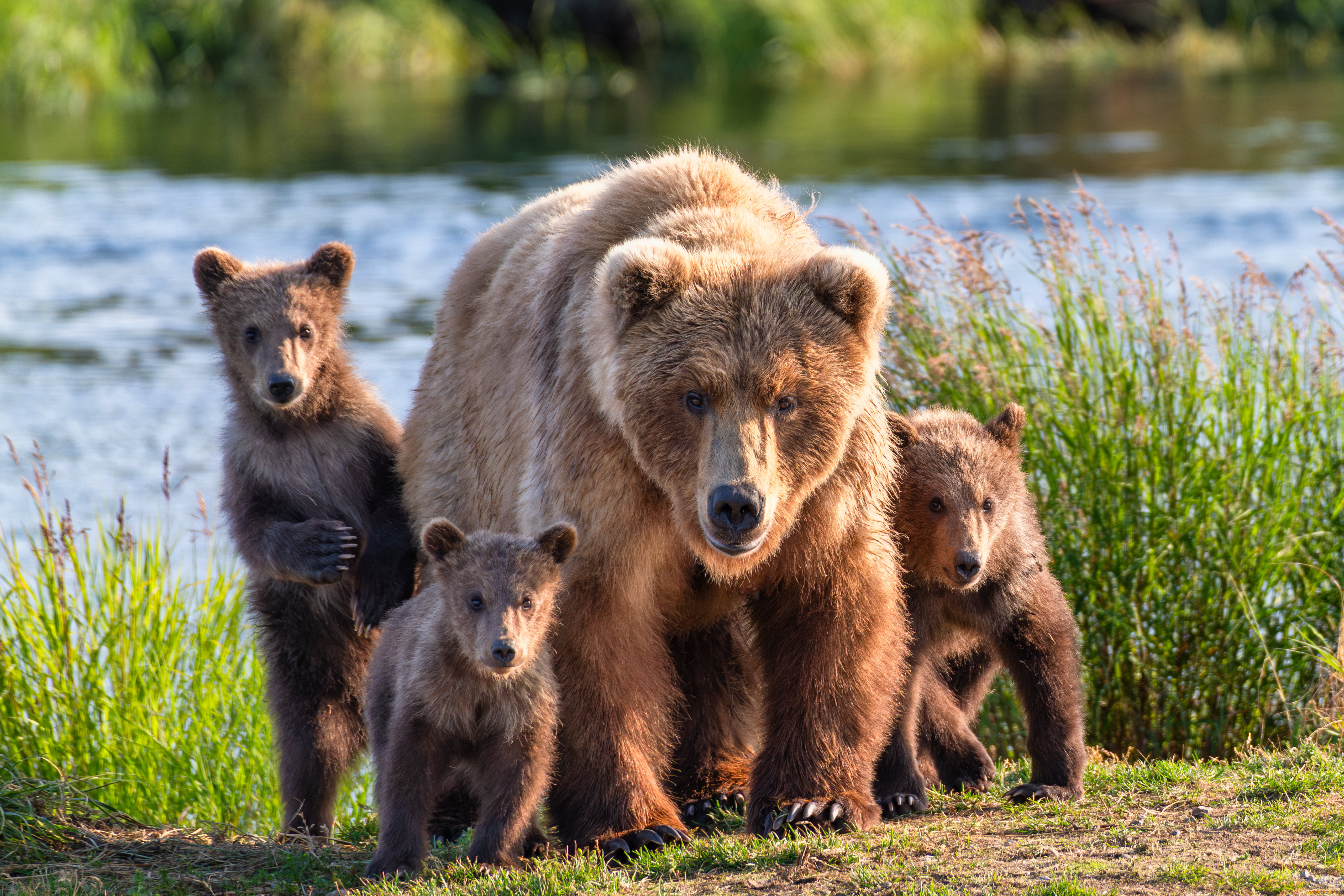 животные, медведи