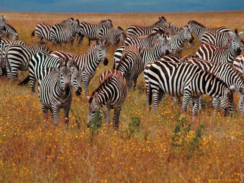 животные, зебры