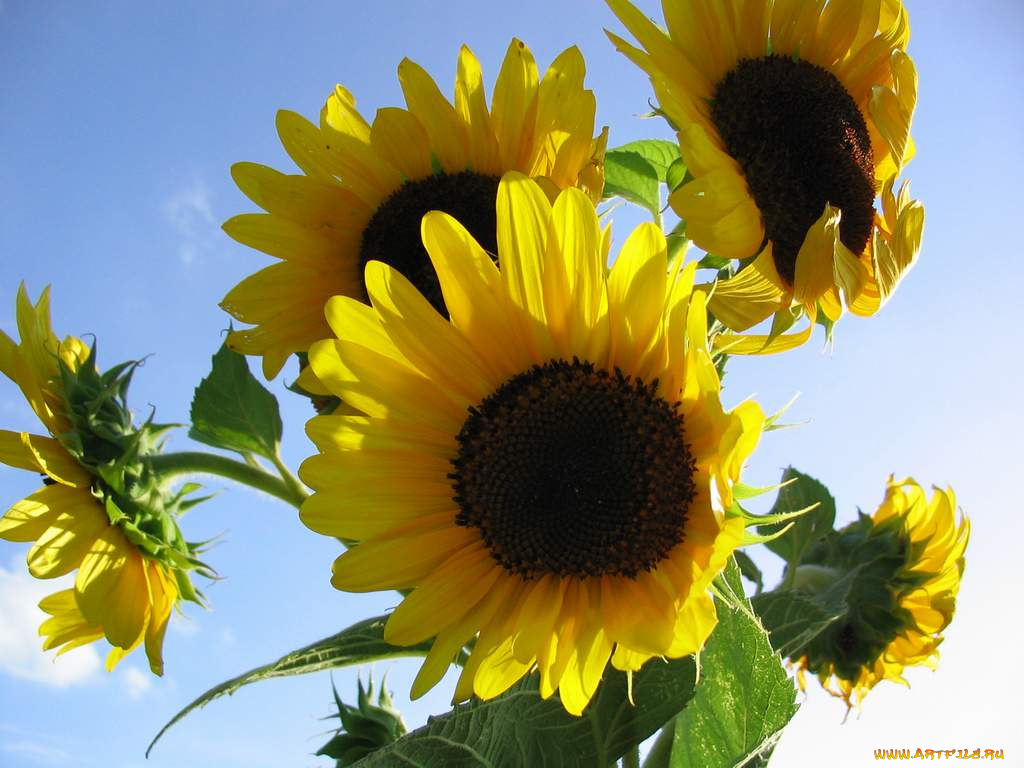 цветы, подсолнухи