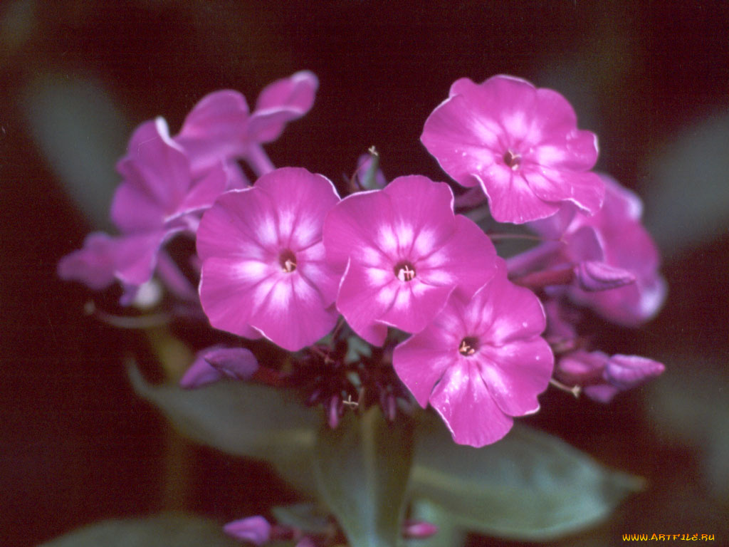 purple, flower, цветы, флоксы