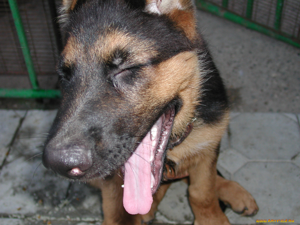 сурхан, животные, собаки