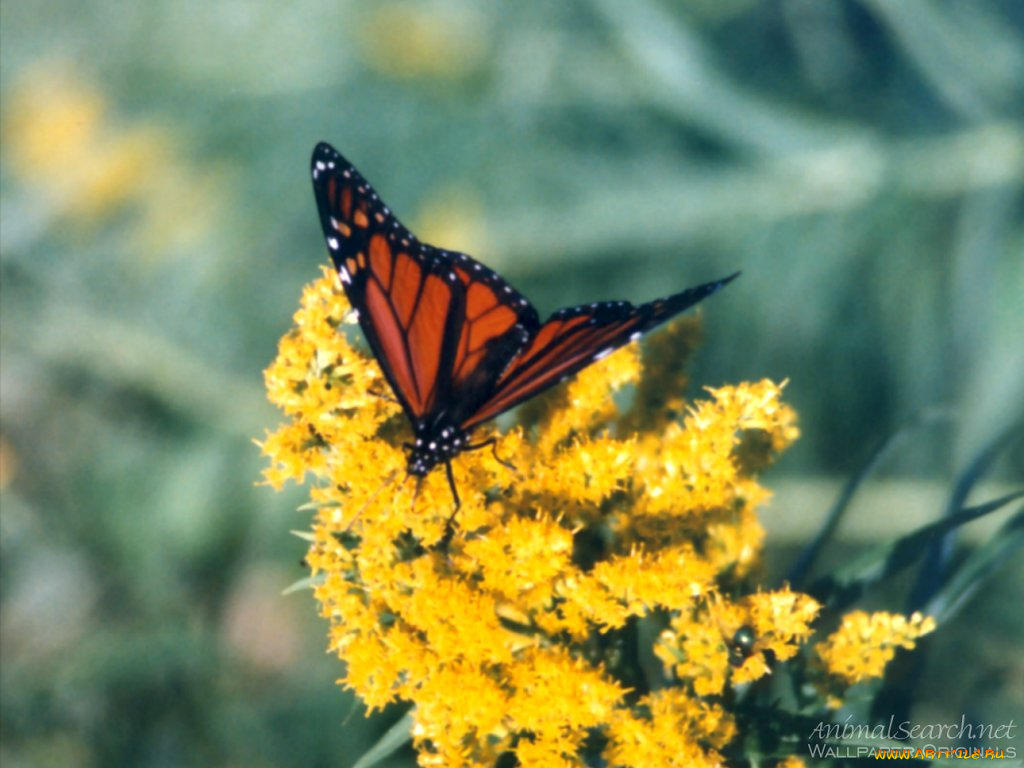 животные, бабочки