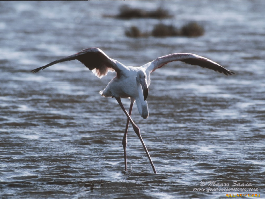 животные, фламинго