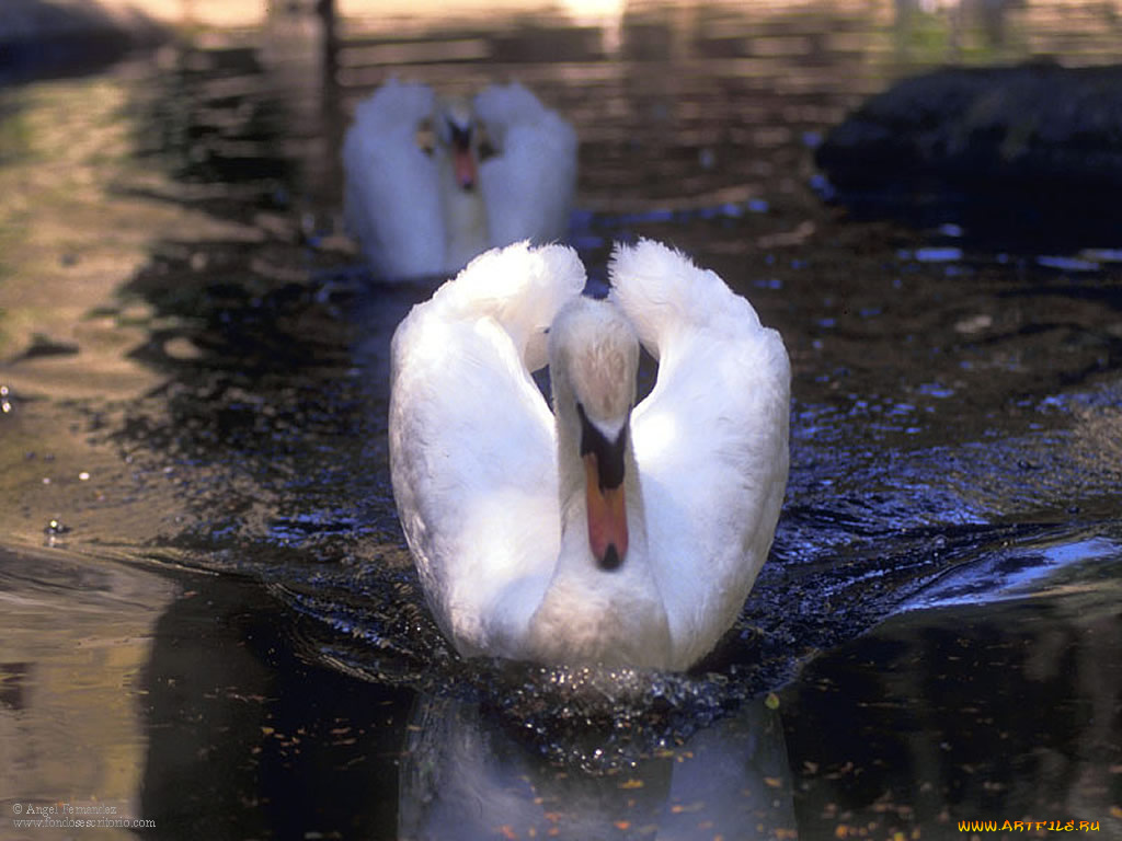 животные, лебеди