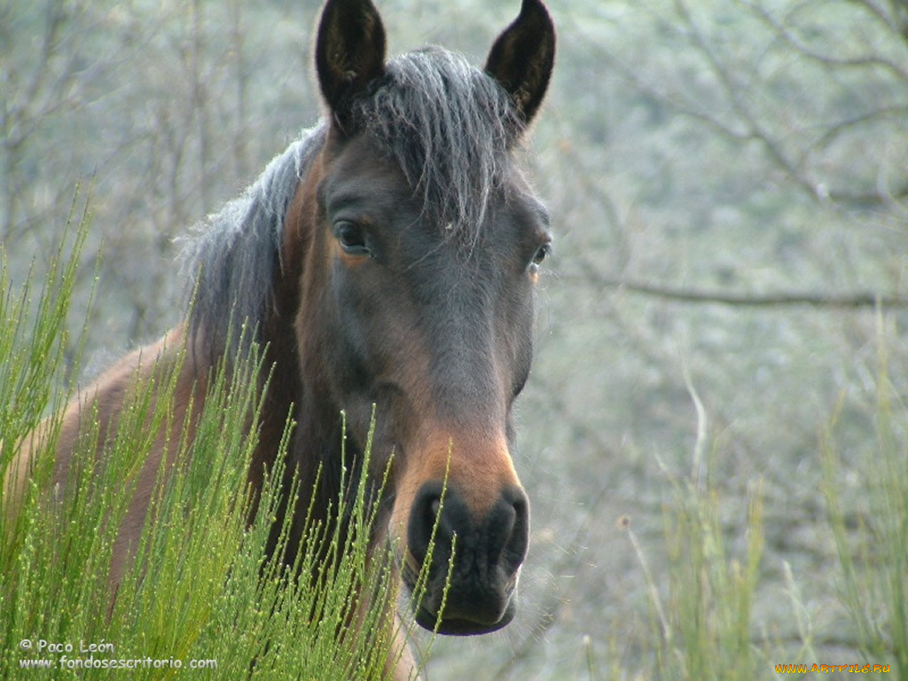 животные, лошади