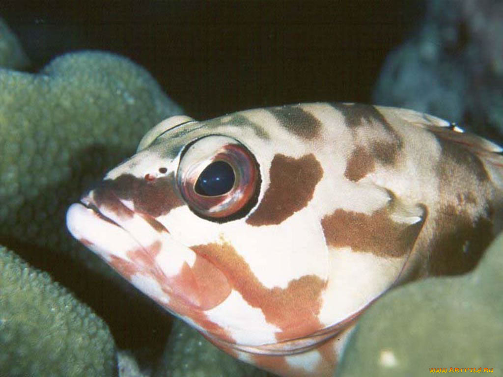 животные, рыбы