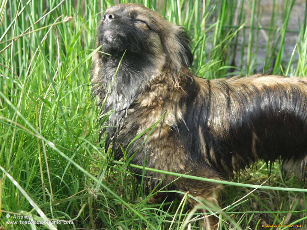 животные, собаки