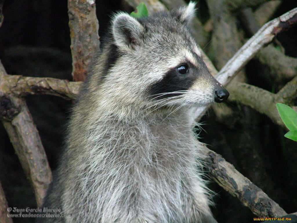 животные, еноты