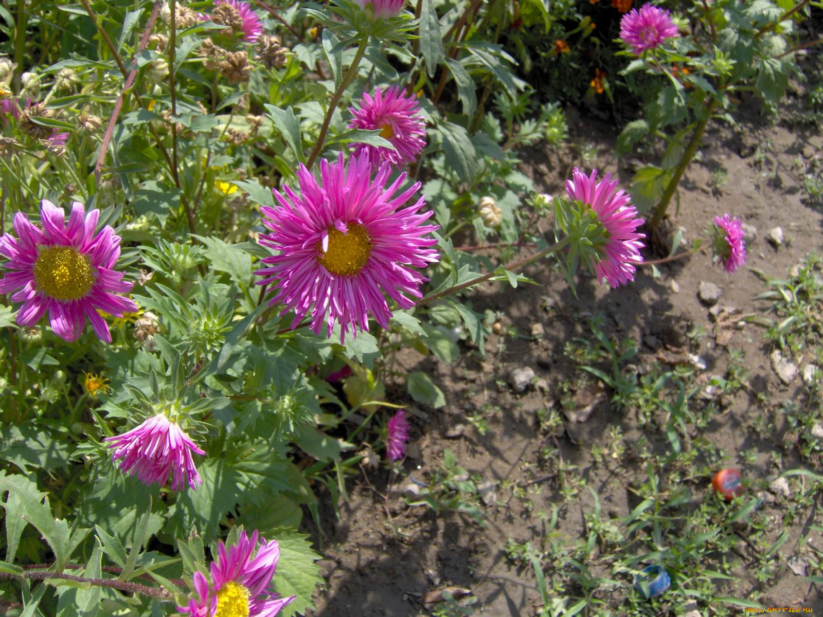 цветы, астры
