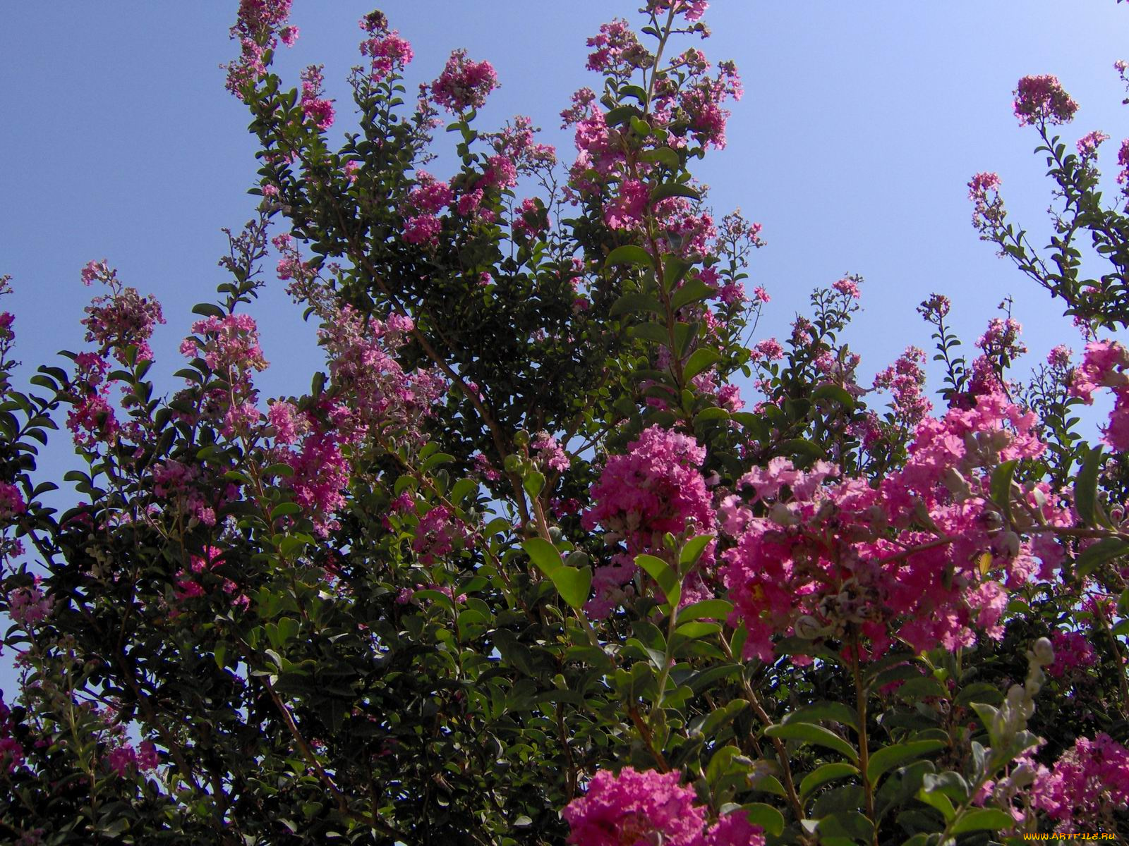 цветы, лагерстрёмия