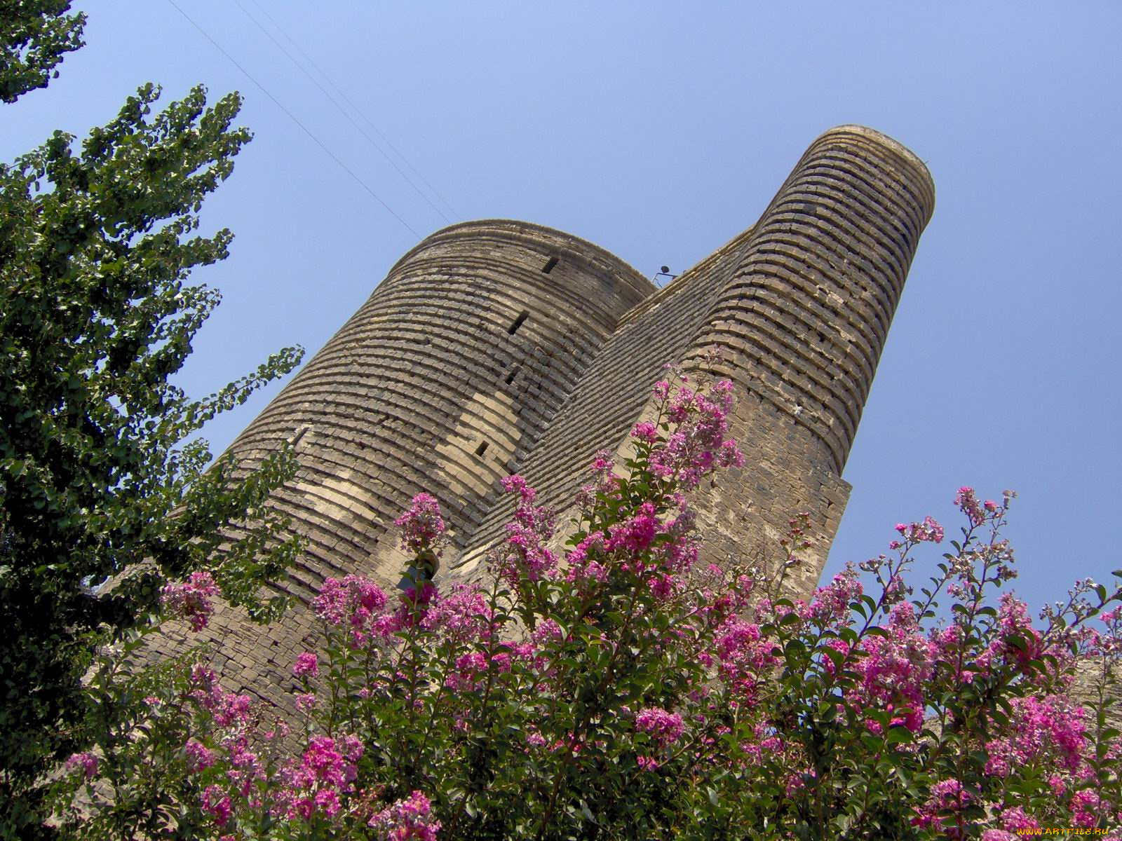 цветы, лагерстрёмия