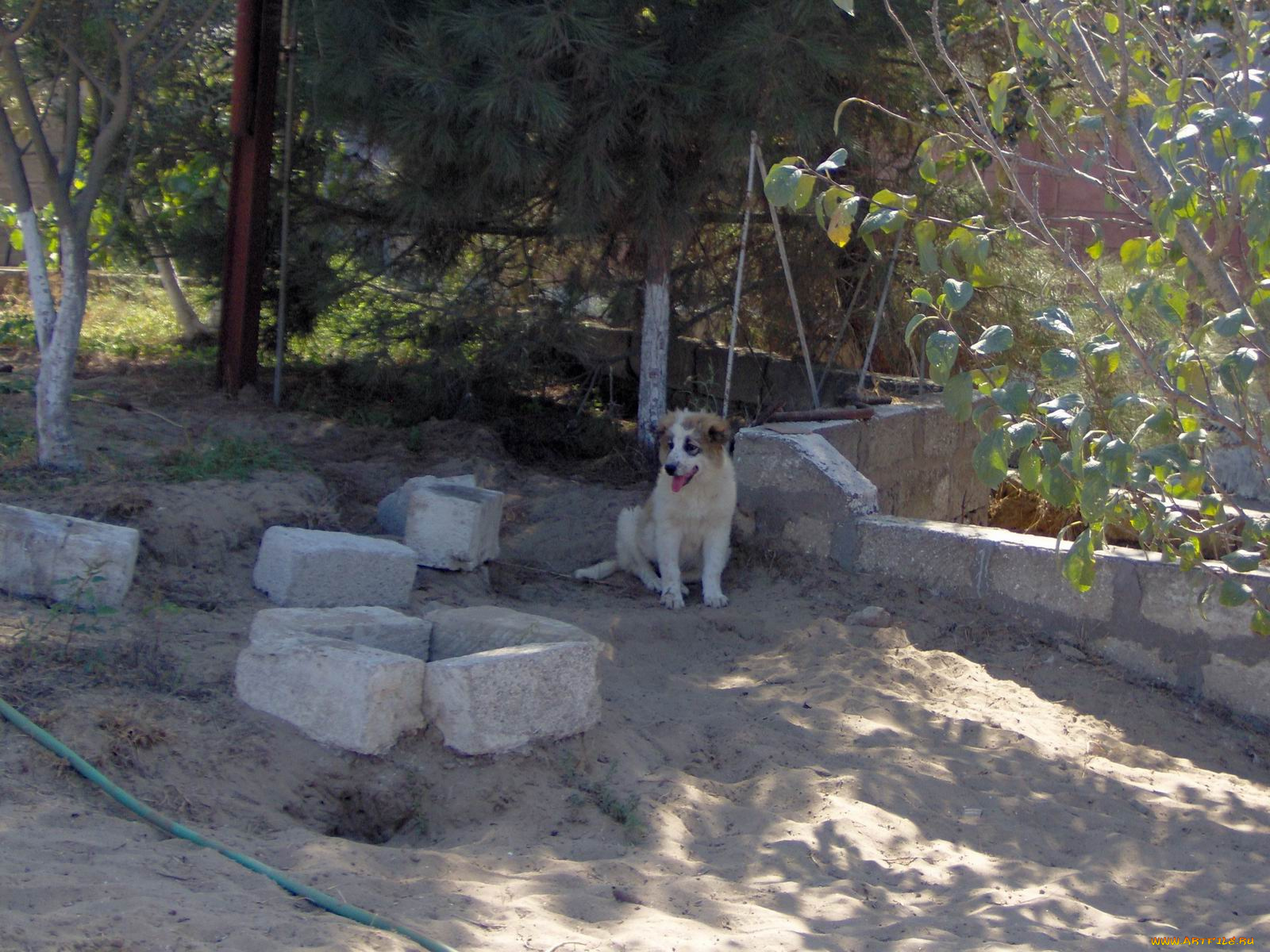 животные, собаки