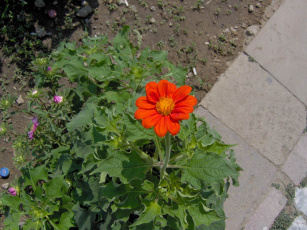 Картинка цветы