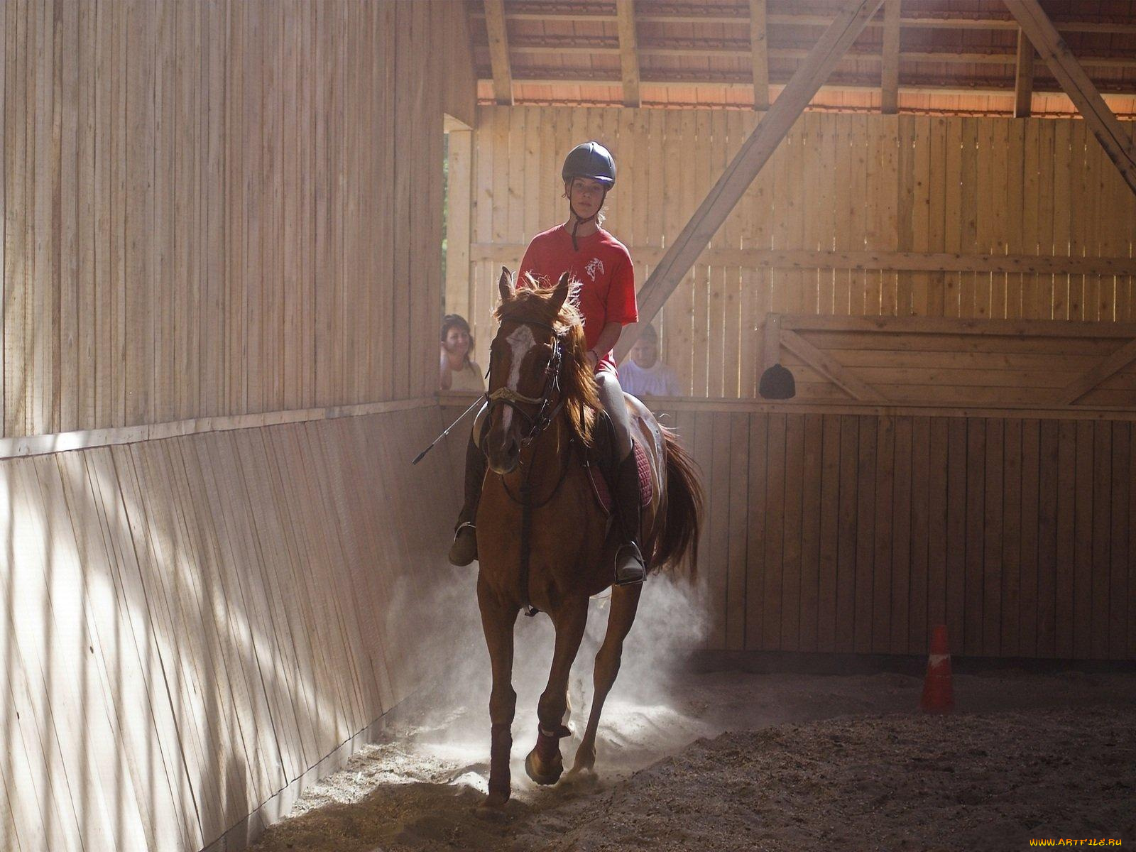 животные, лошади