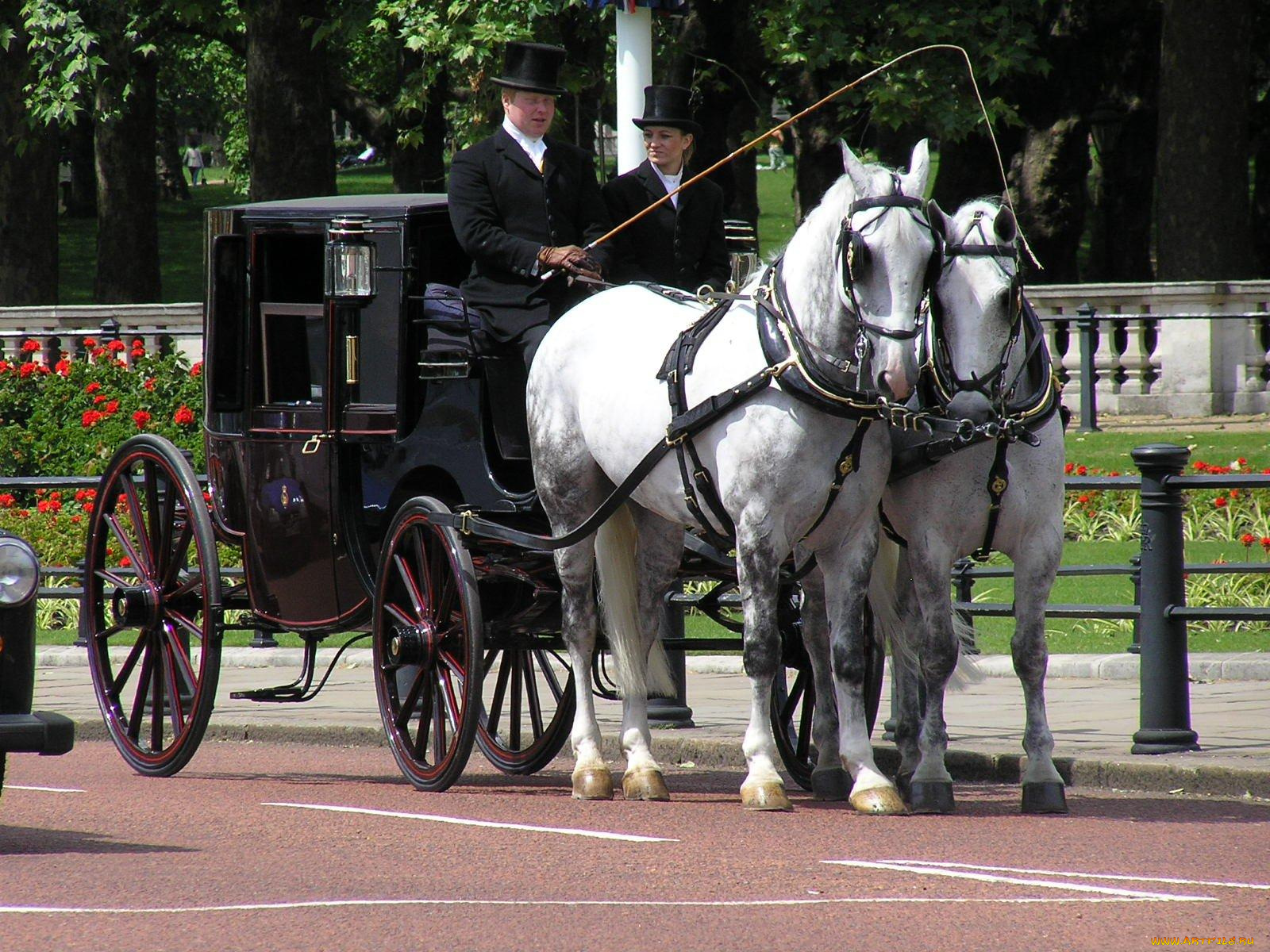 животные, лошади
