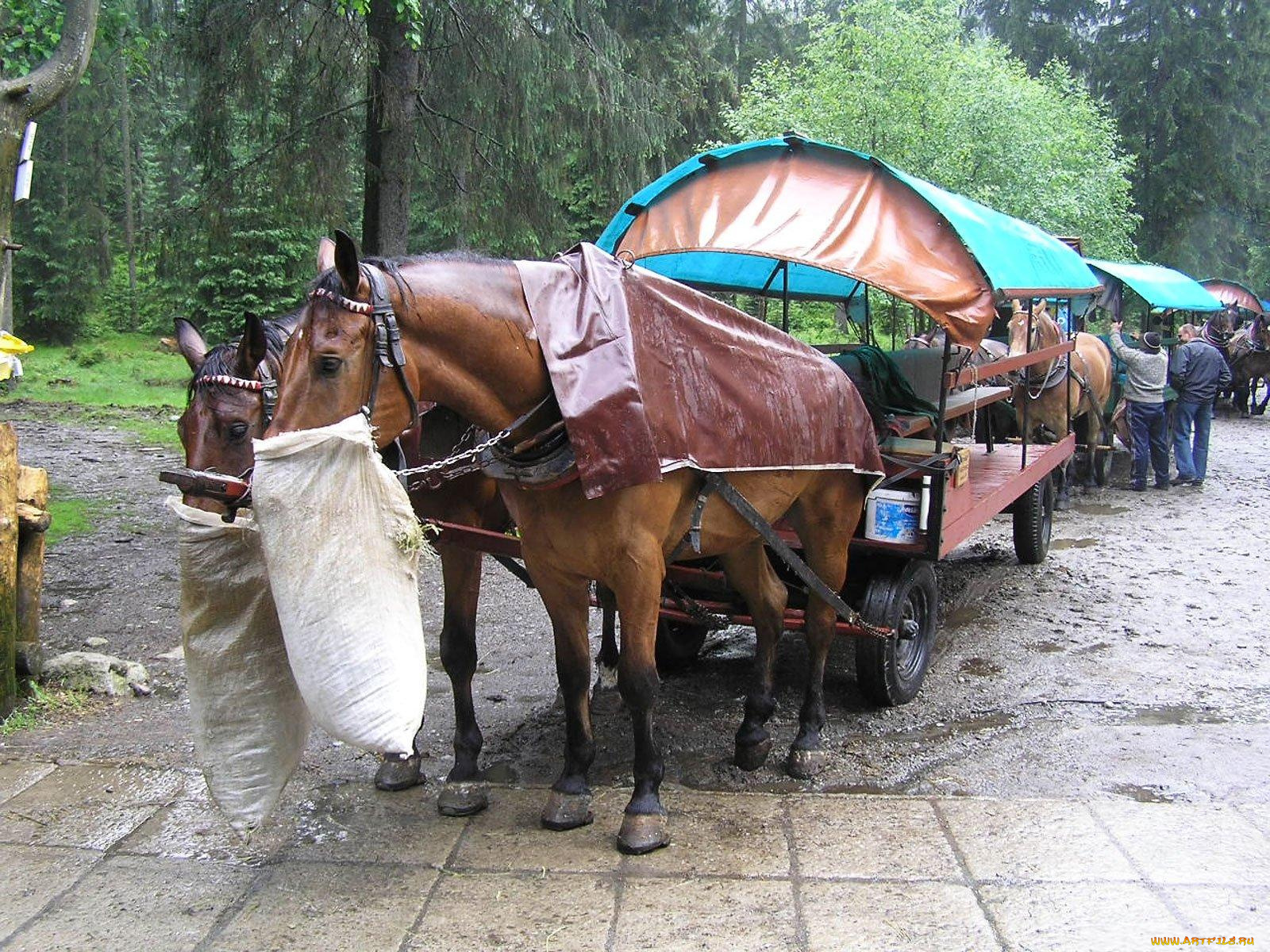 животные, лошади