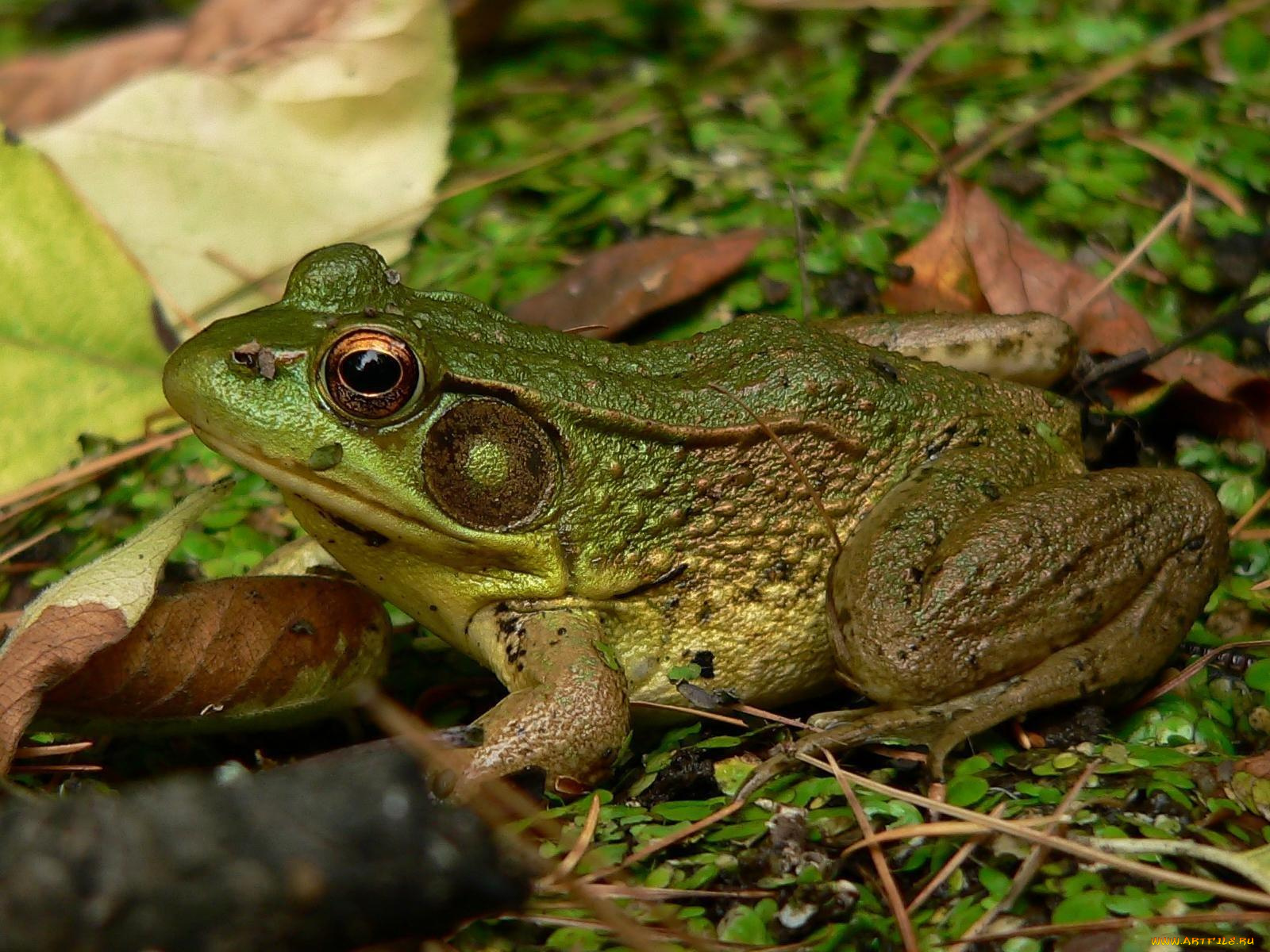 животные, лягушки