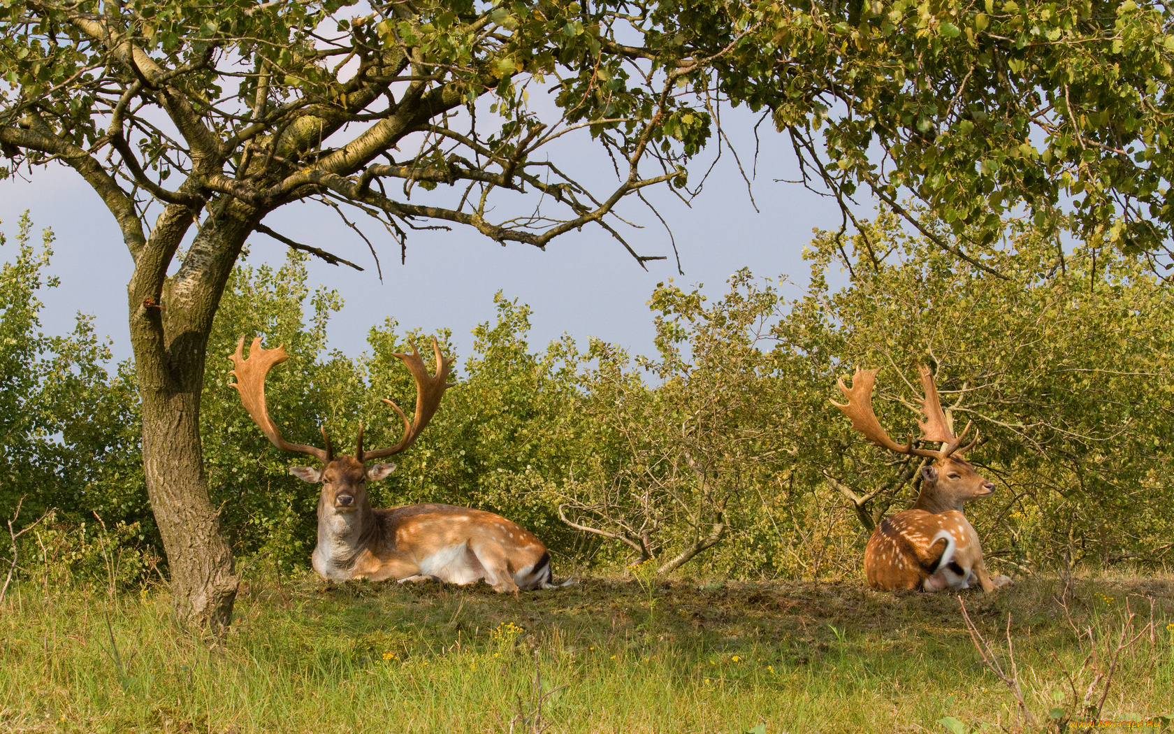 животные, олени, рога, трава, дерево