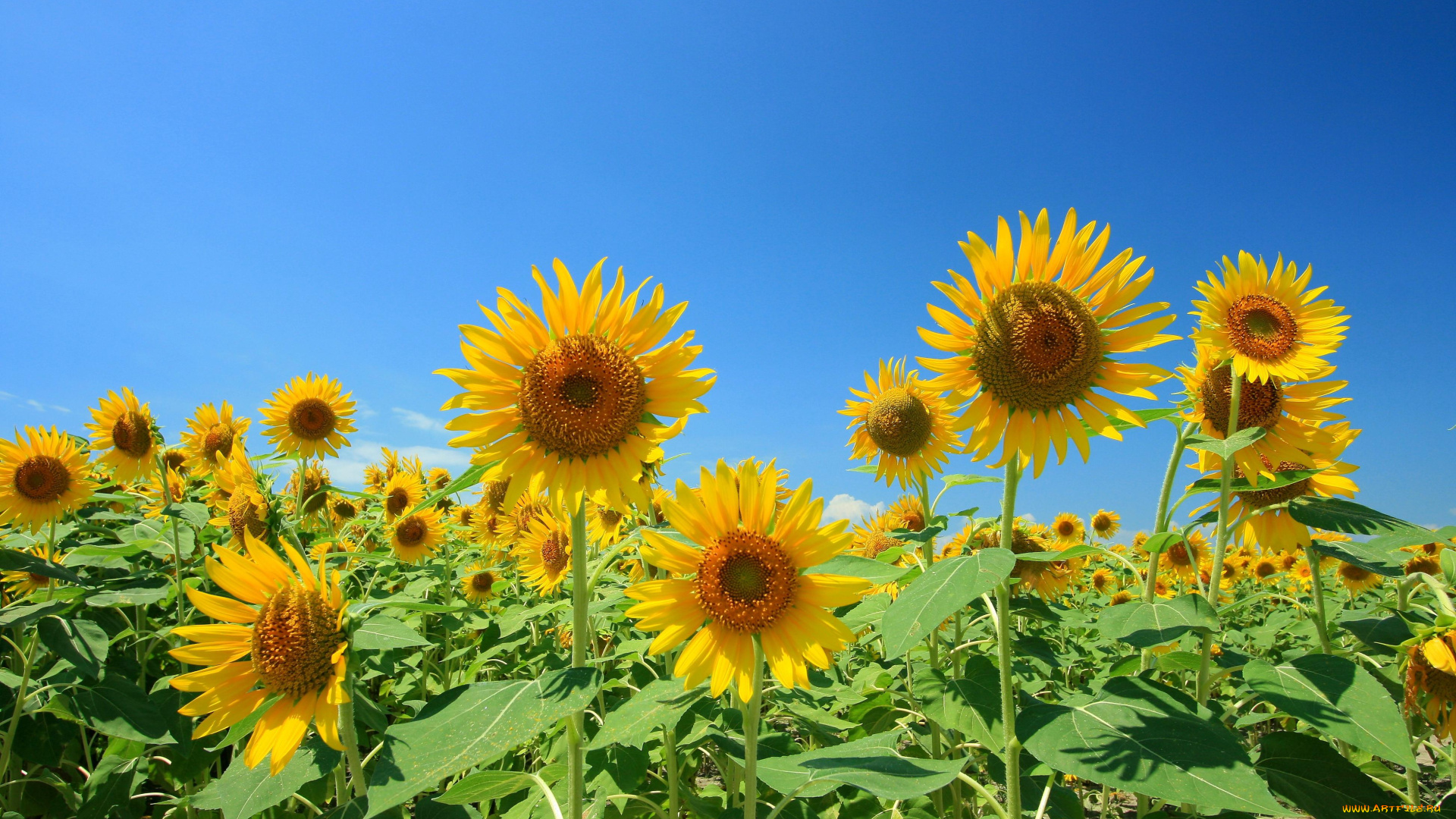 цветы, подсолнухи, жёлтые, лепестки, небо