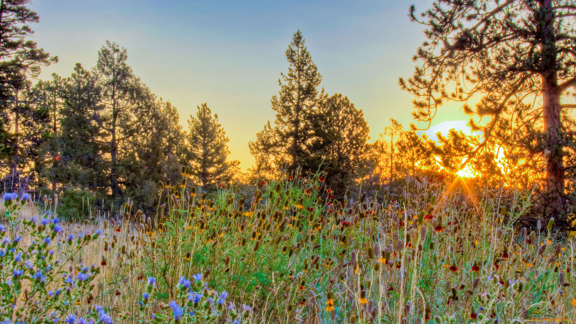 природа, восходы, закаты, закат, деревья