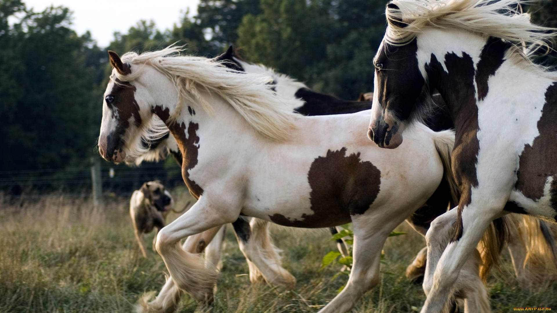 животные, лошади, бег, грива, пятнистый