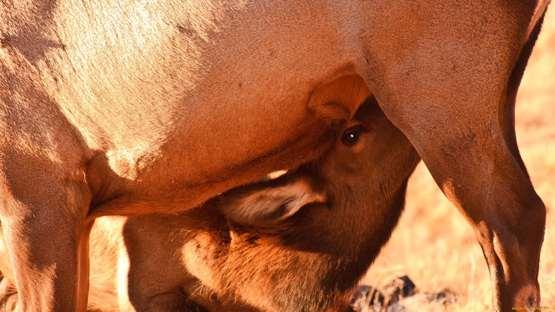 животные, олени, оленёнок