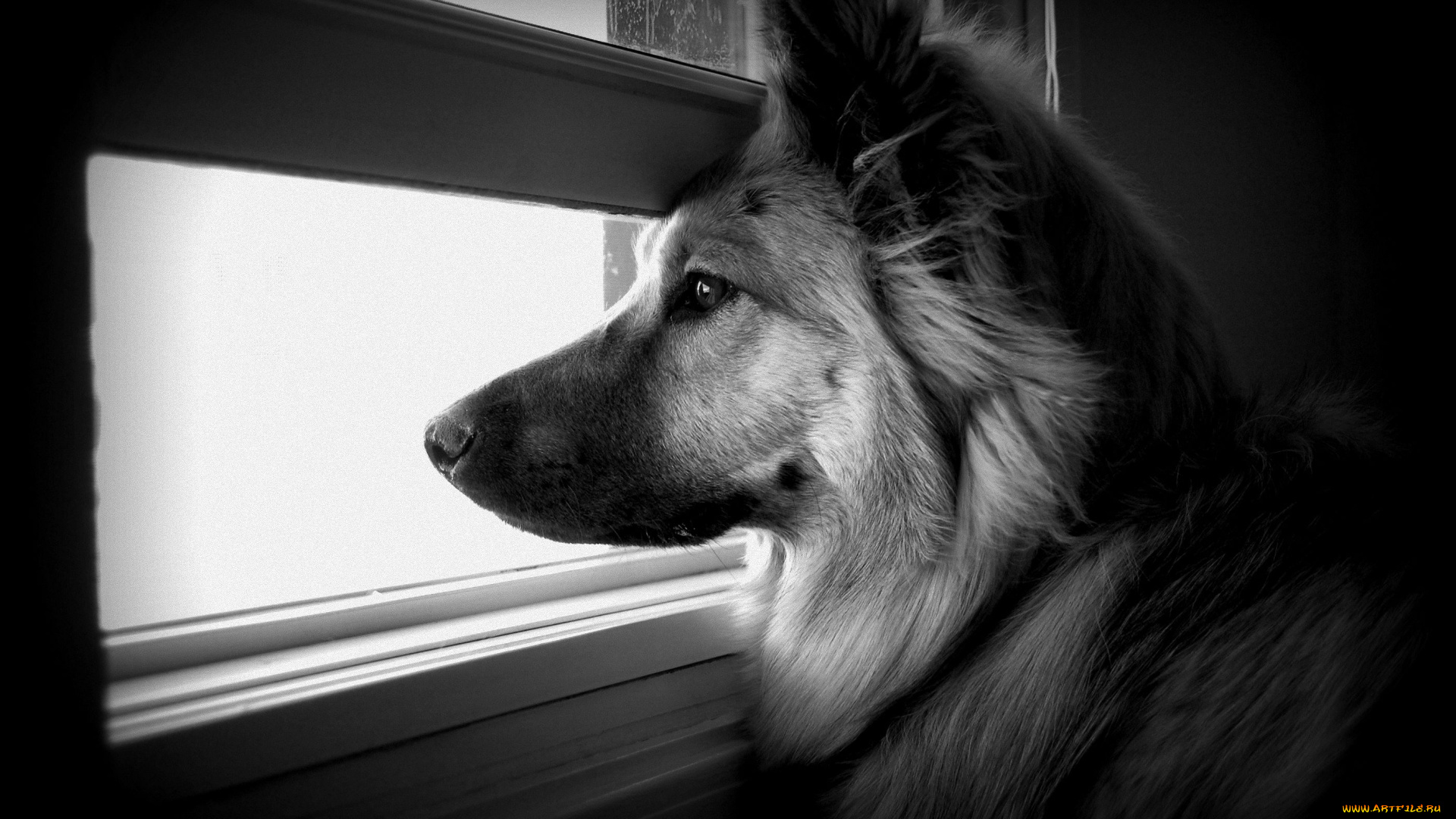 животные, собаки, овчарка