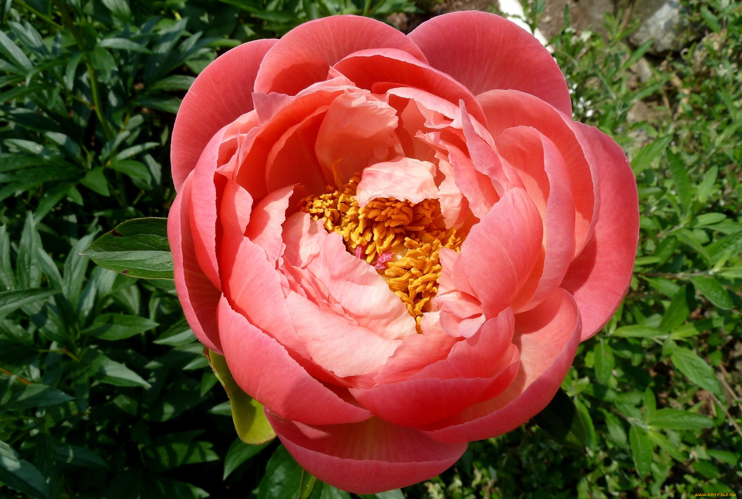 цветы, пионы, круглый, красный, большой