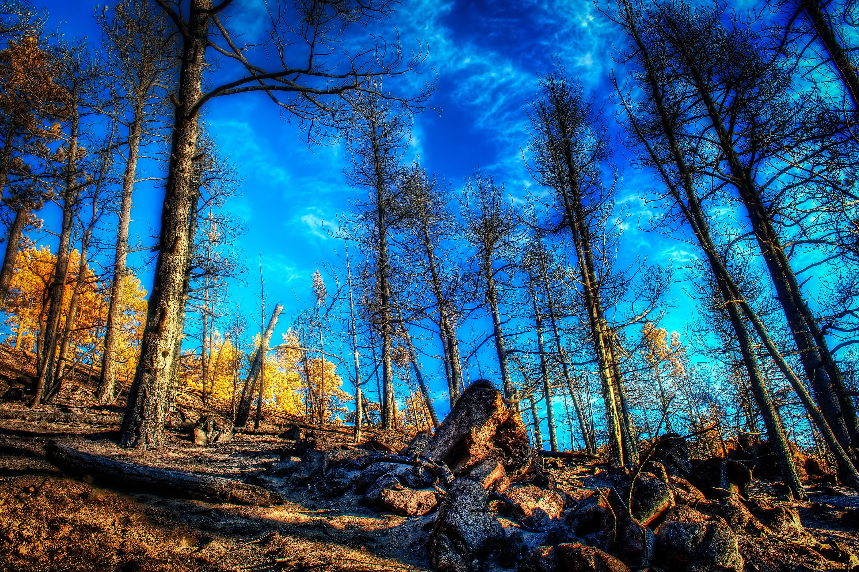 природа, деревья, камни