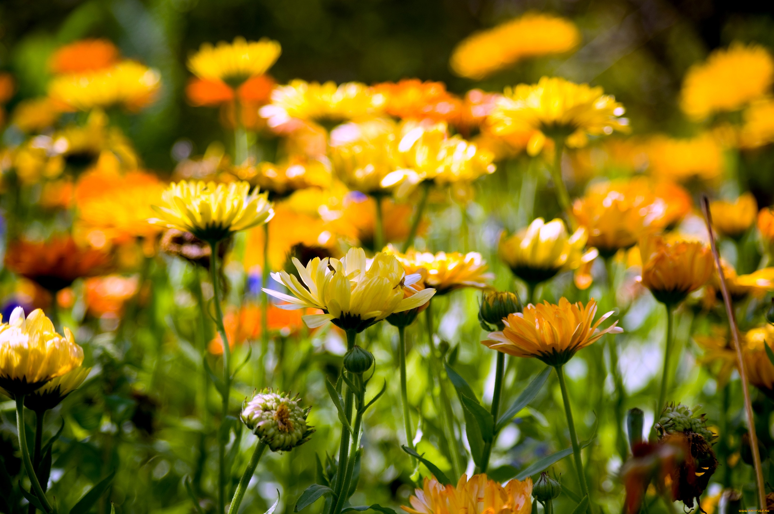 цветы, календула, много, желтый