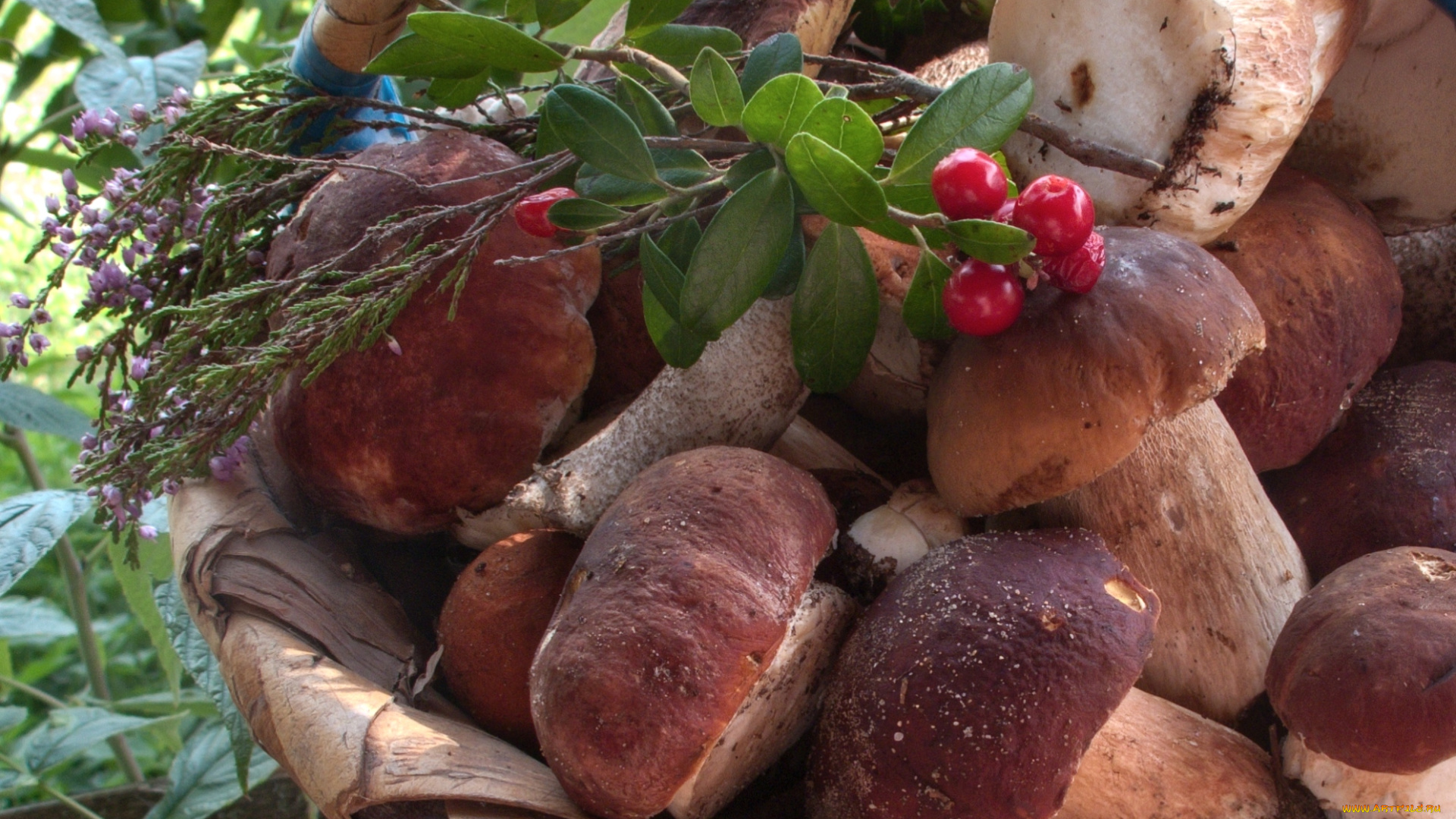 еда, грибы, грибные, блюда, боровики