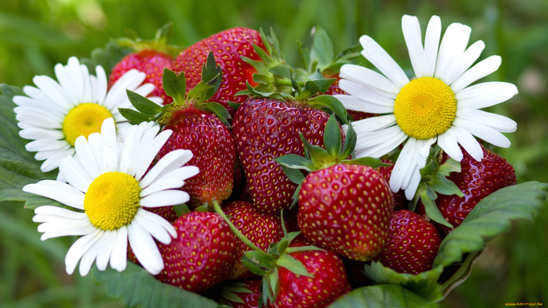 еда, клубника, земляника, ягоды, ромашки