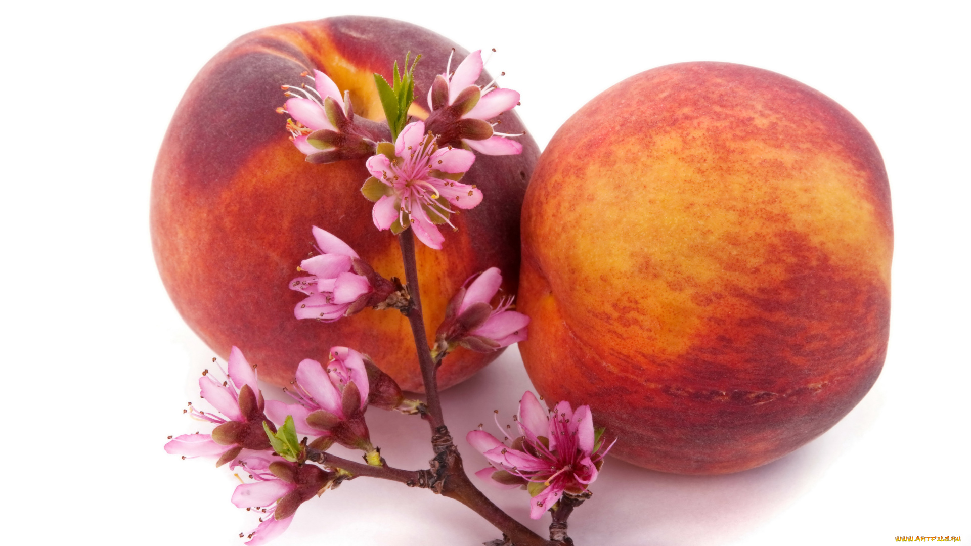 еда, персики, сливы, абрикосы