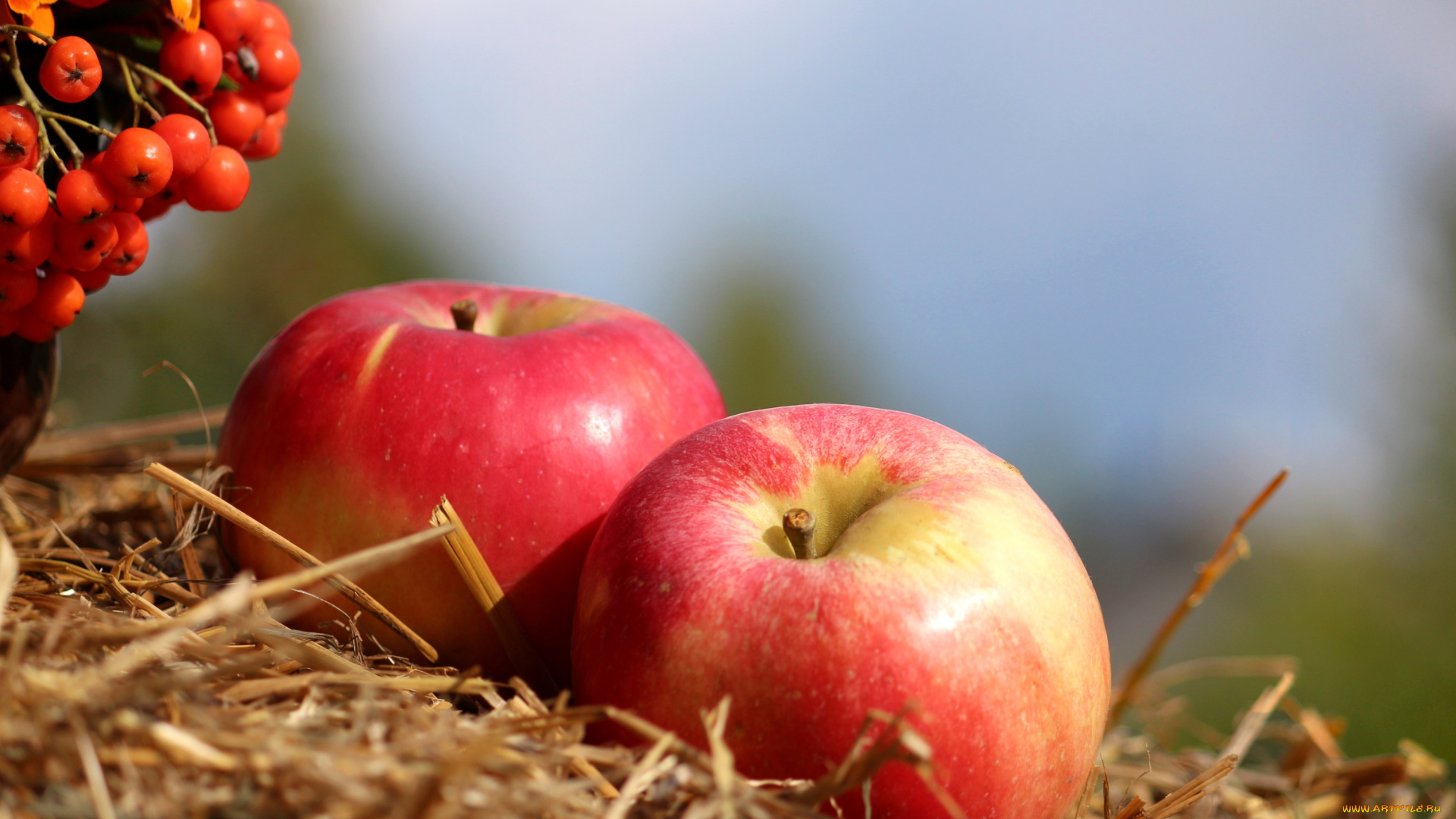 еда, Яблоки, рябина, плоды