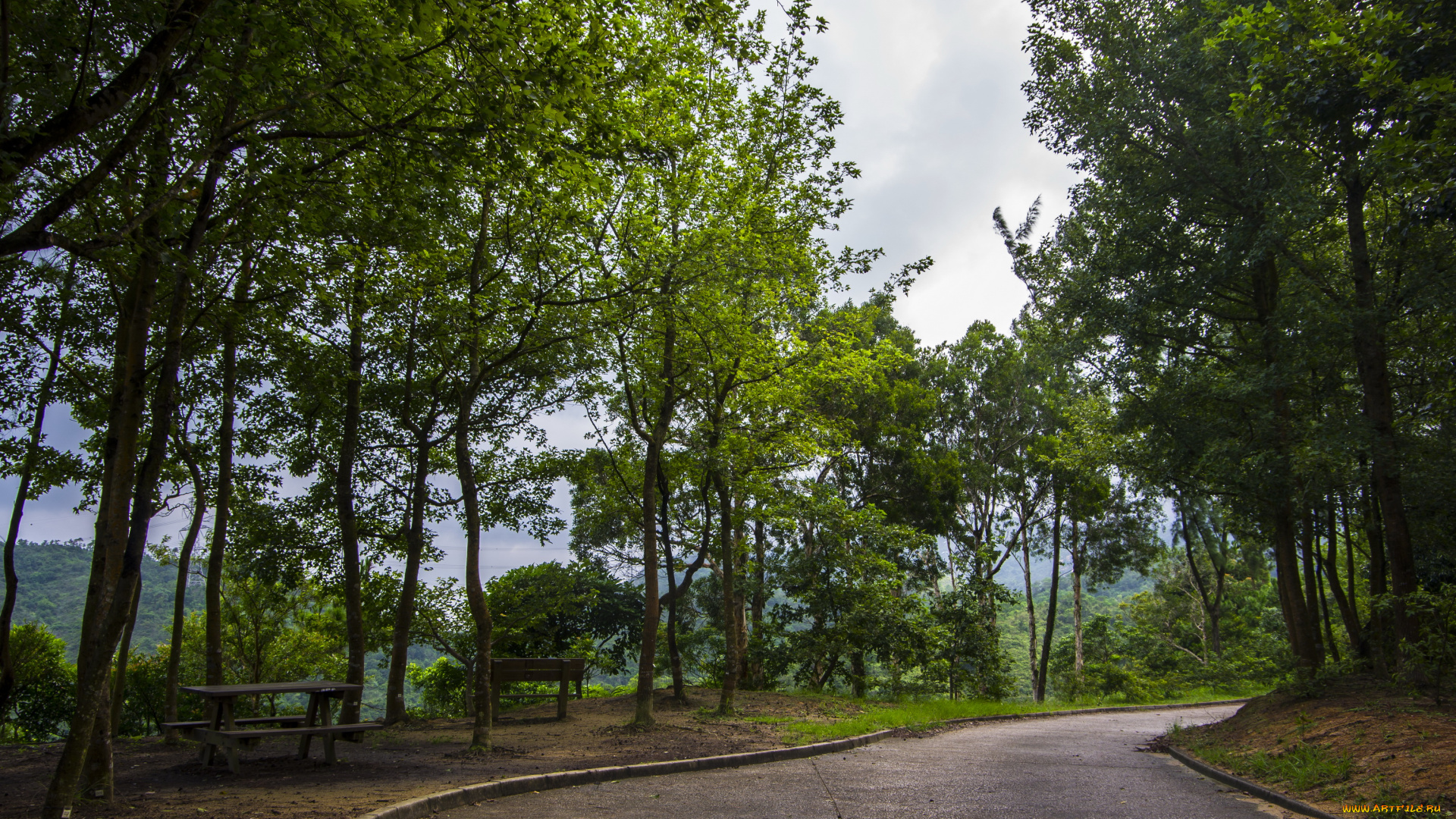 гонконг, природа, парк, тропики, трава, растения