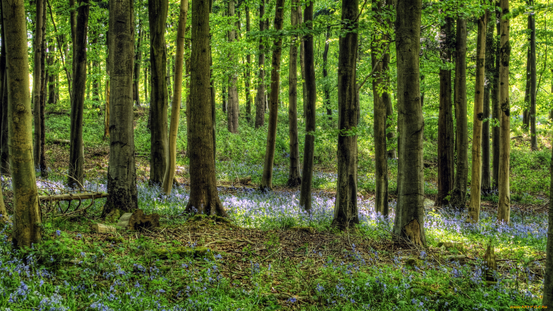 hampshire, англия, природа, лес, лето