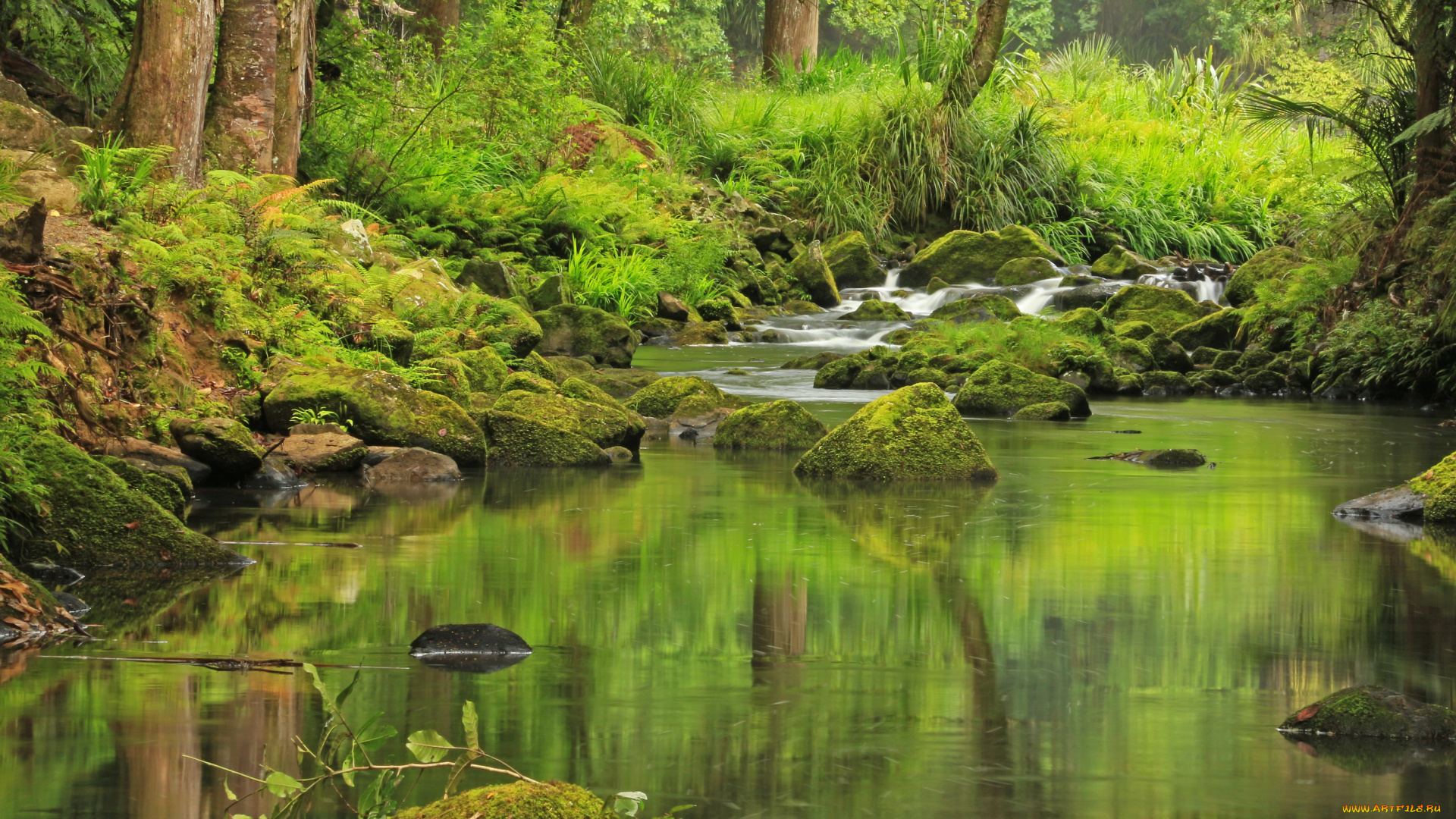 hatea, river, new, zealand, природа, реки, озера, лес, река, тропики