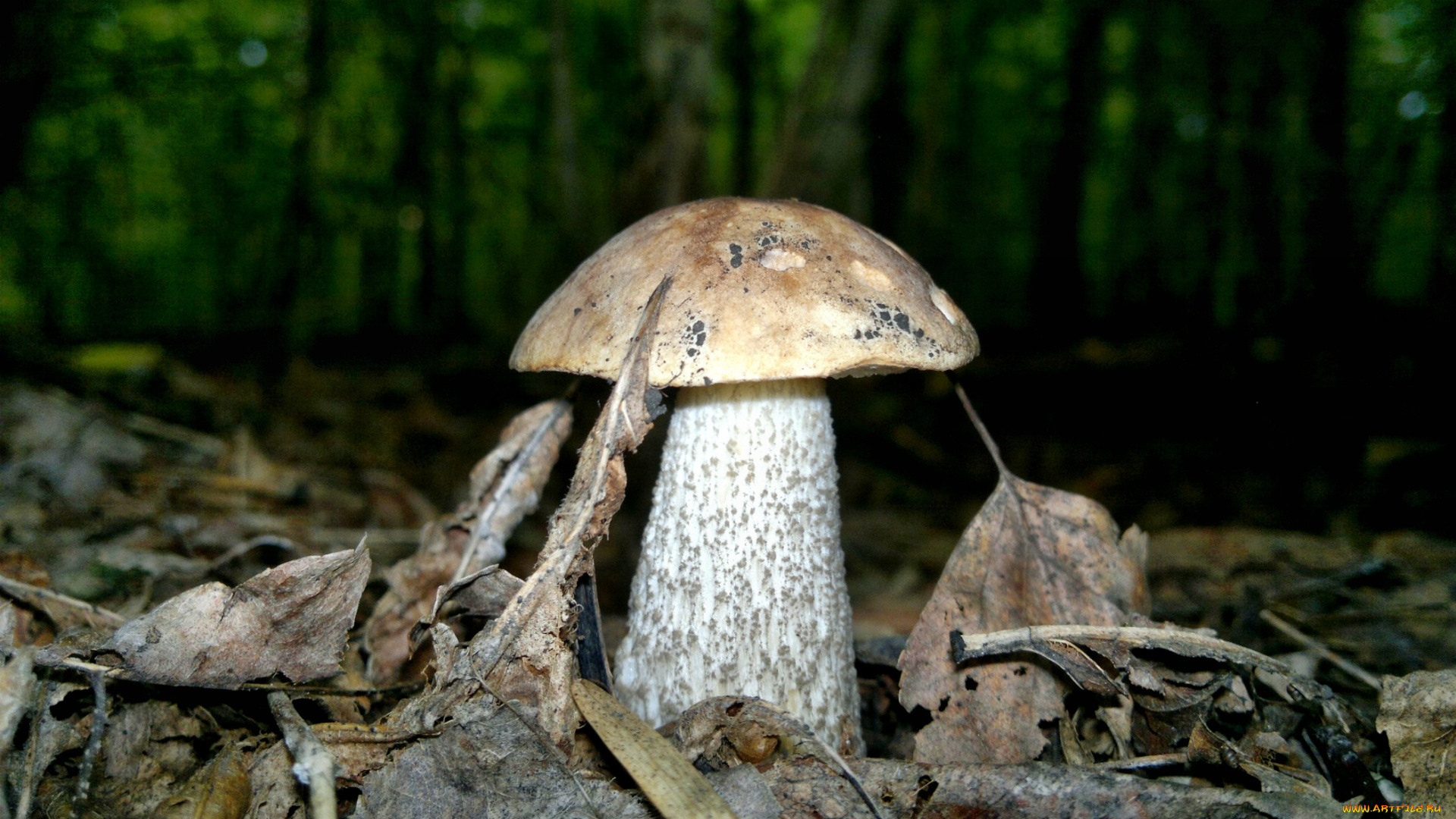 природа, грибы