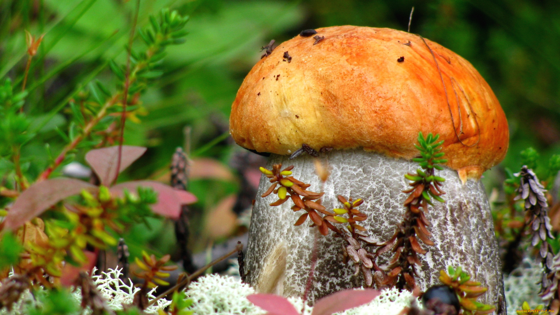 природа, грибы, боровичок