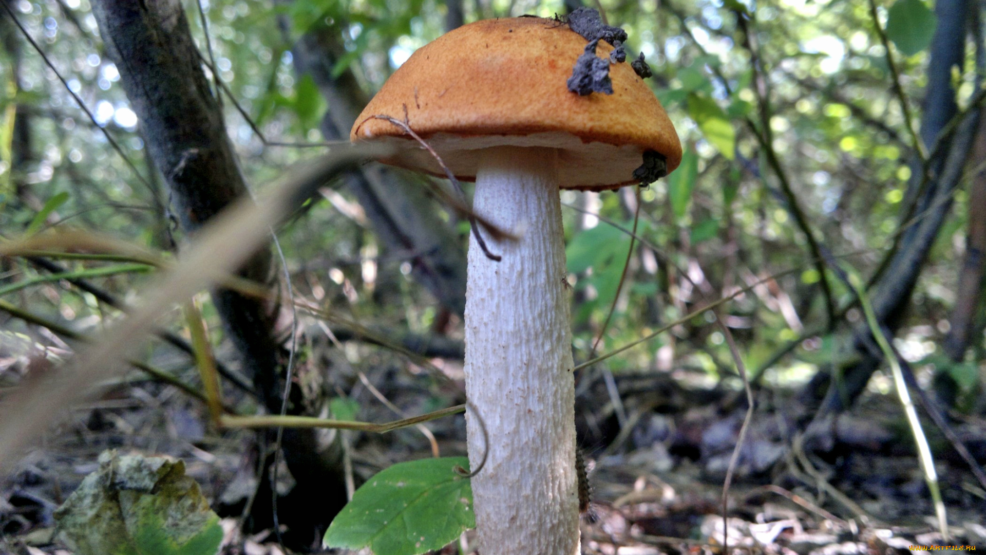 природа, грибы, гриб, листва, трава, лес